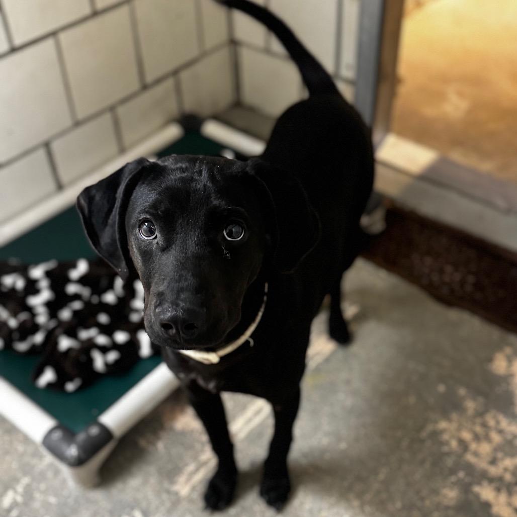 Enlarge Graham, a Adoptable mixed breed in Nashville, TN image 3/6