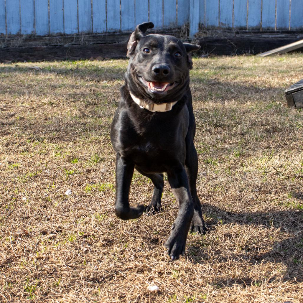 Enlarge Graham, a Adoptable mixed breed in Nashville, TN image 4/6