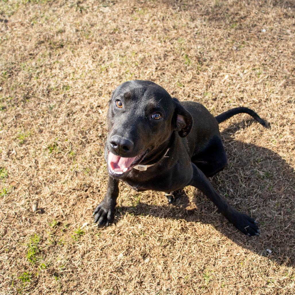 Enlarge Graham, a Adoptable mixed breed in Nashville, TN image 6/6