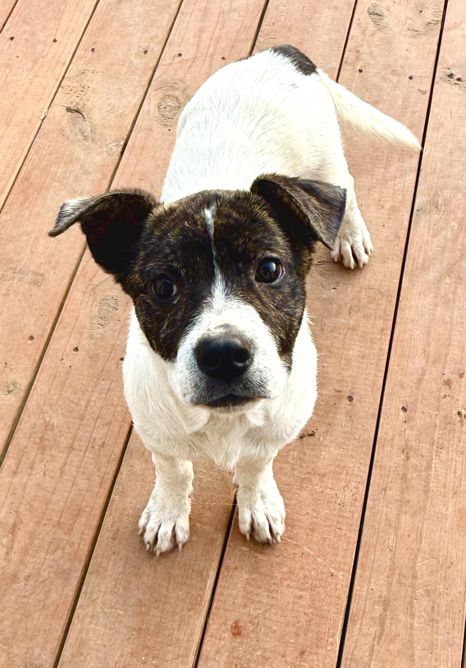 Rogue, a Adoptable mixed breed in Aquilla, TX image 1/4