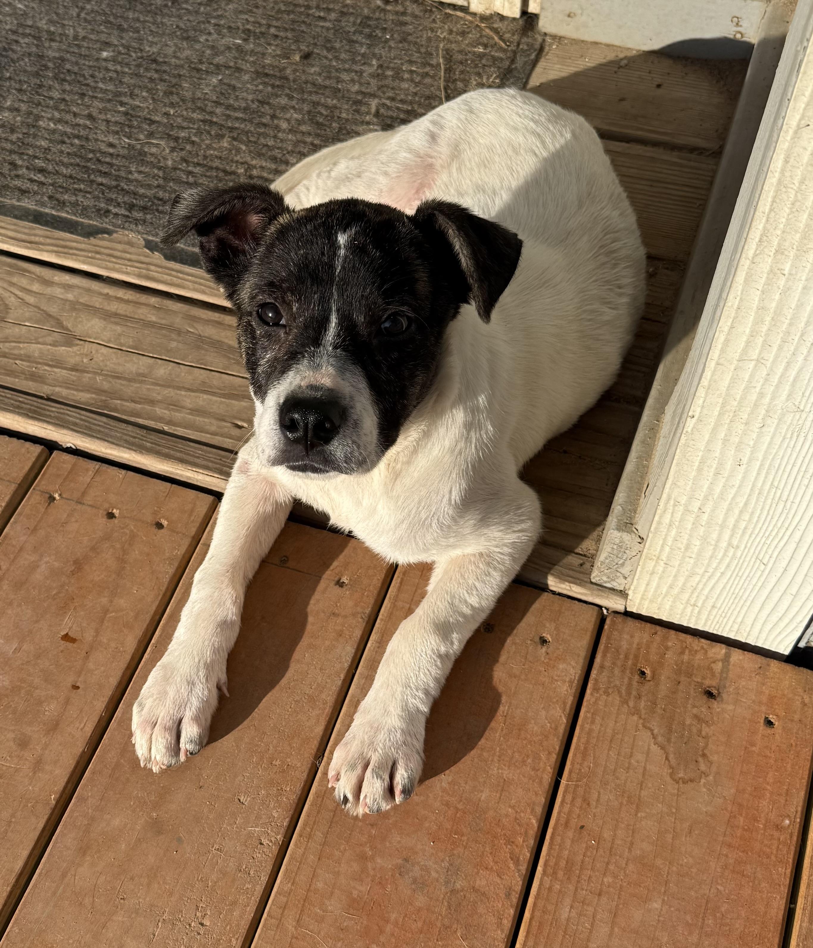 Rogue, a Adoptable mixed breed in Aquilla, TX image 2/4