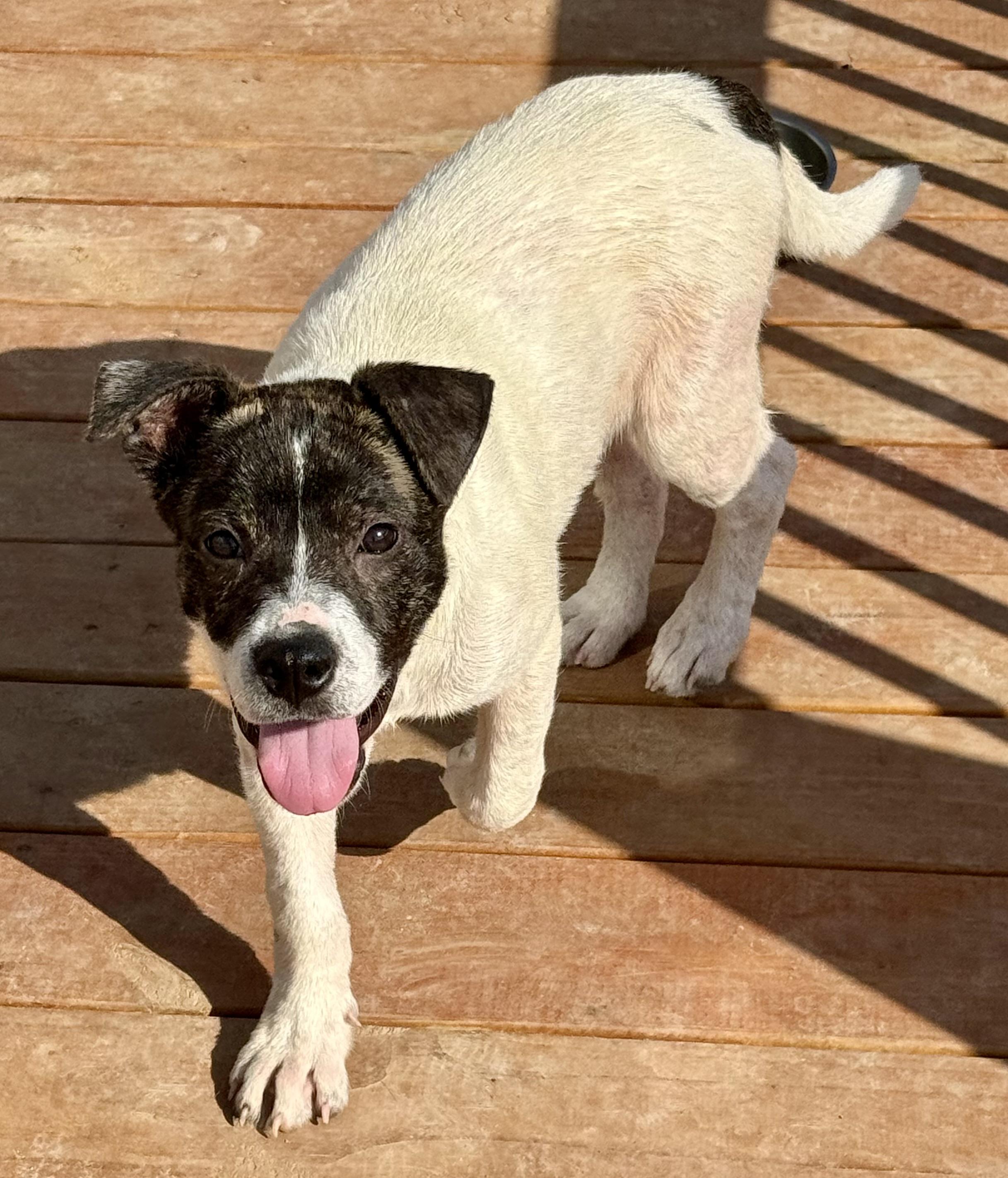 Rogue, a Adoptable mixed breed in Aquilla, TX image 4/4