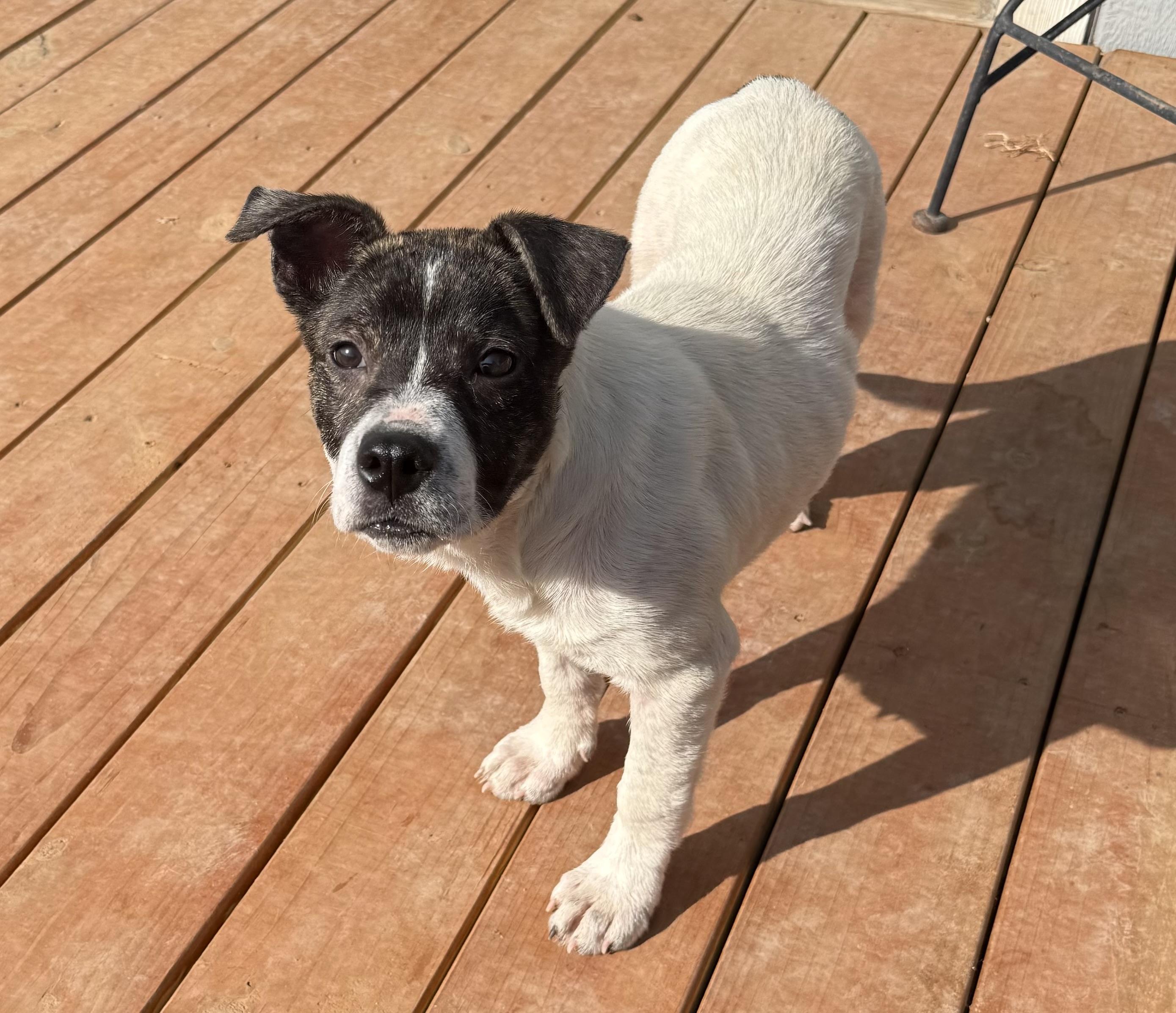 Rogue, a Adoptable mixed breed in Aquilla, TX image 3/4