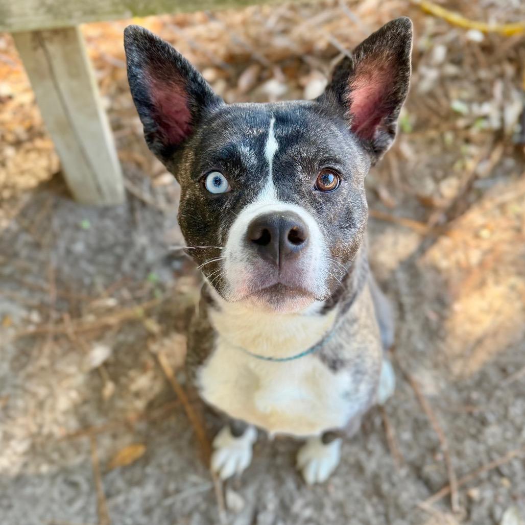 Remi, Adoptable, Young Female Mixed Breed.