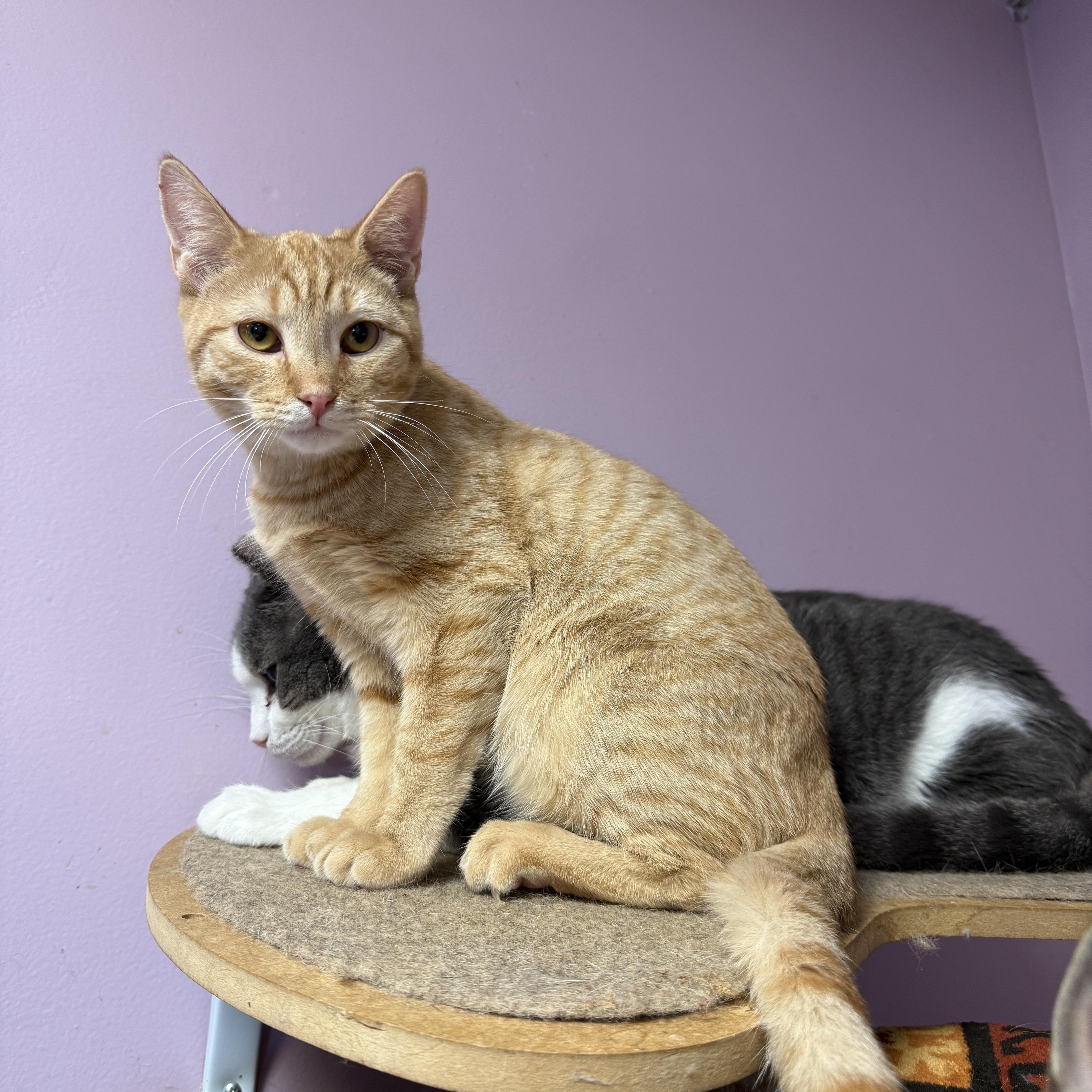 Hercules, adopted, Young Male Domestic Short Hair.