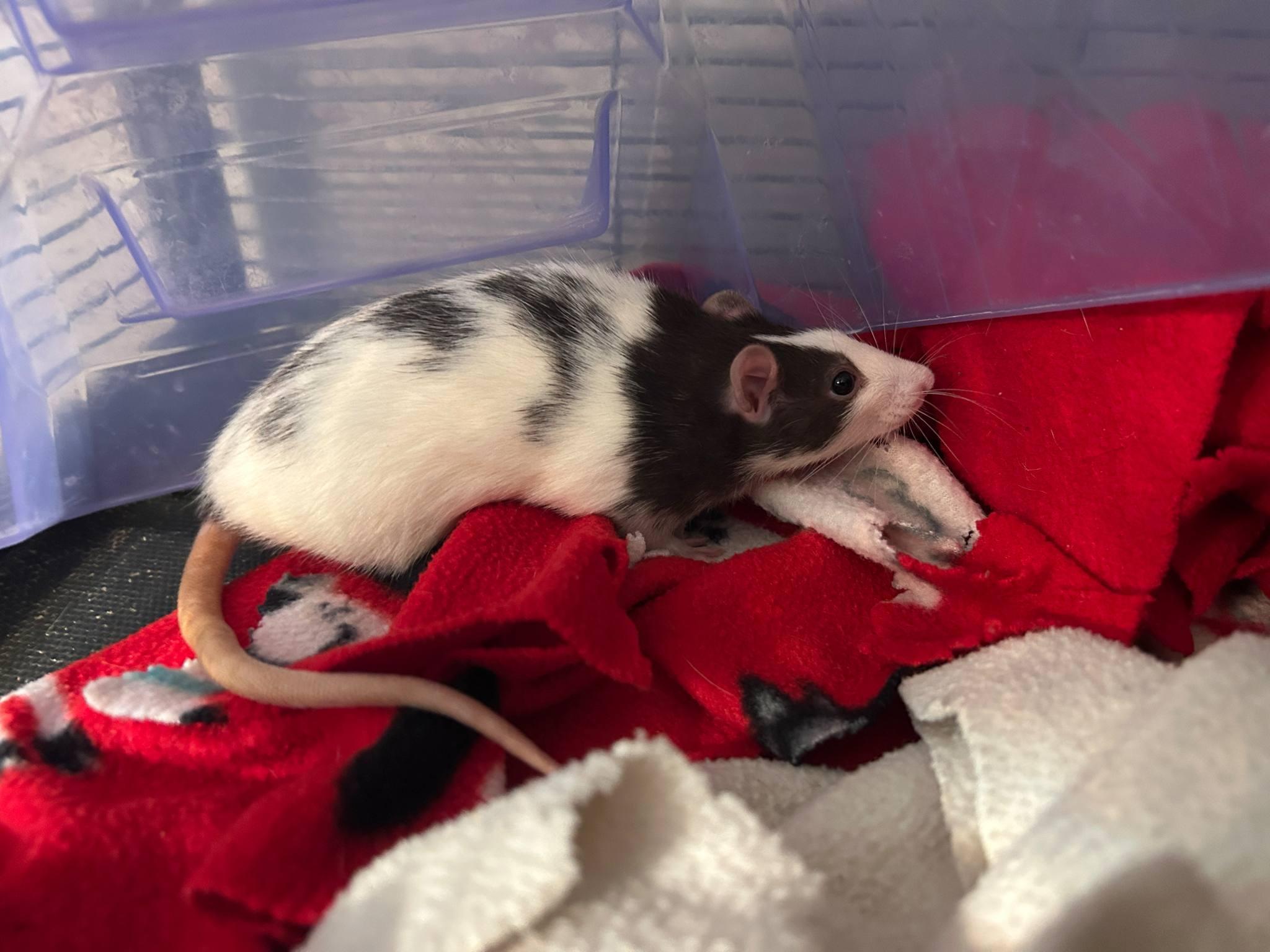 Enlarge Catan, a Adoptable Rat in Saint Paul, MN image 1/4