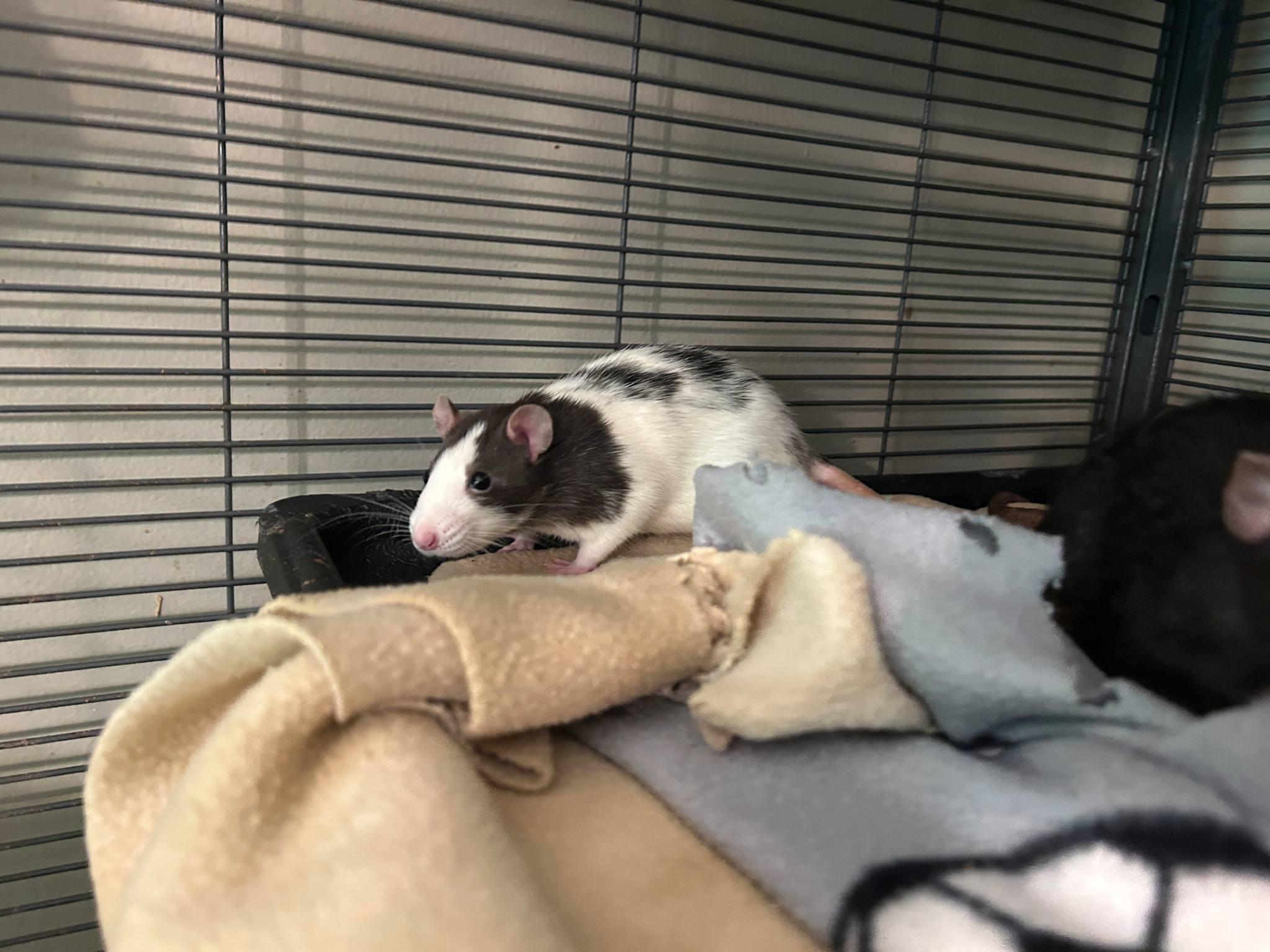 Enlarge Catan, a Adoptable Rat in Saint Paul, MN image 2/4