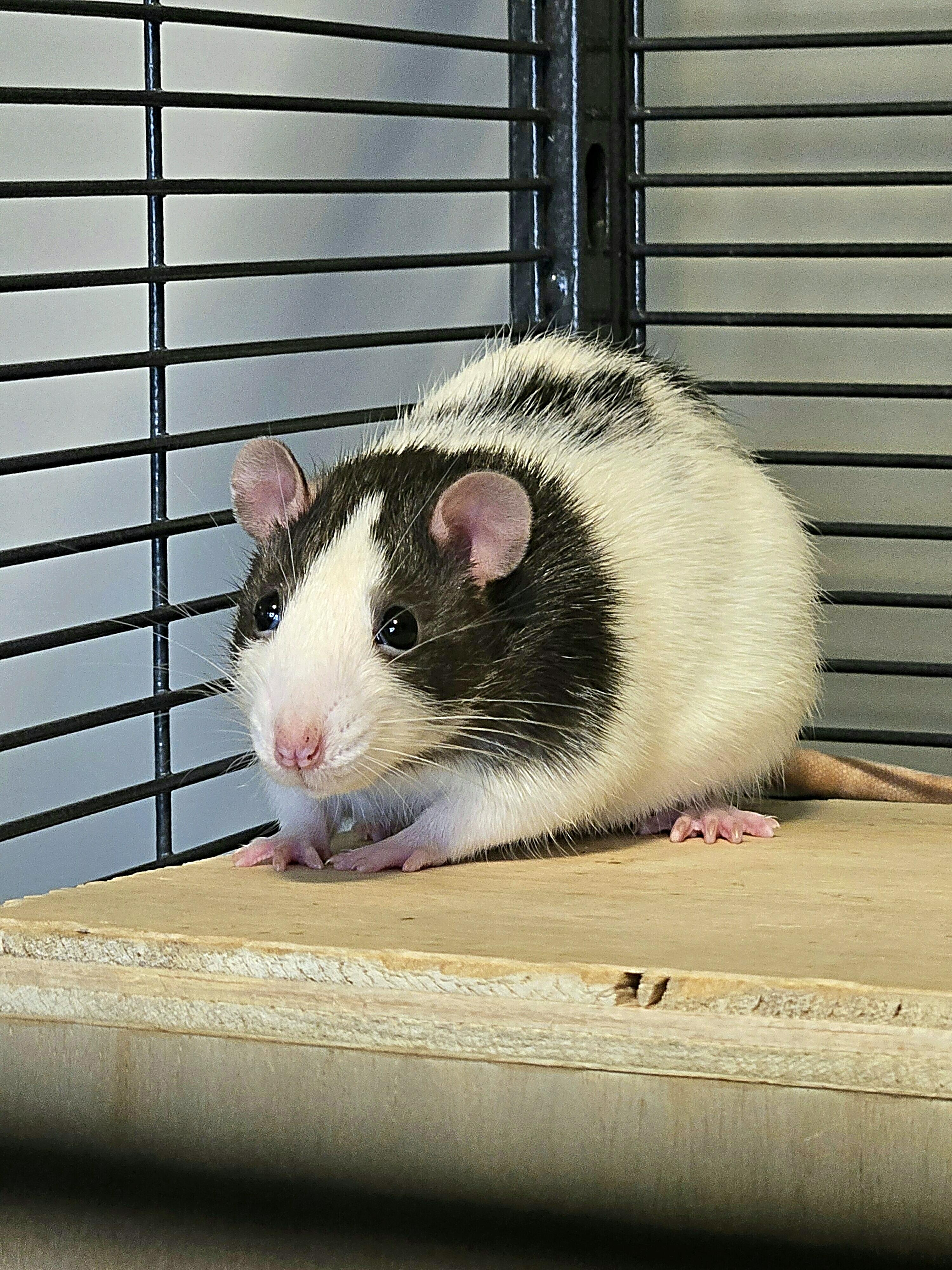 Enlarge Catan, a Adoptable Rat in Saint Paul, MN image 3/4