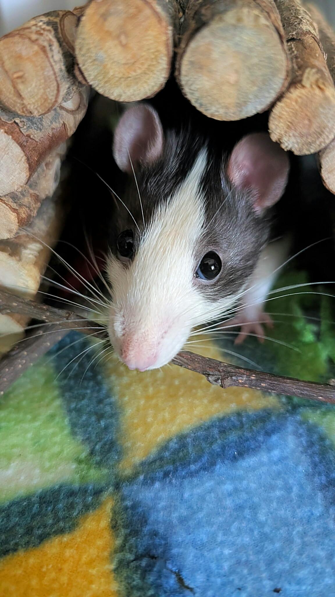 Enlarge Catan, a Adoptable Rat in Saint Paul, MN image 4/4