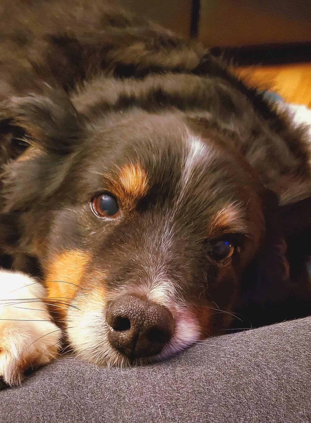 Enlarge Chief, a Adopted Australian Shepherd in Independence, MO image 3/6
