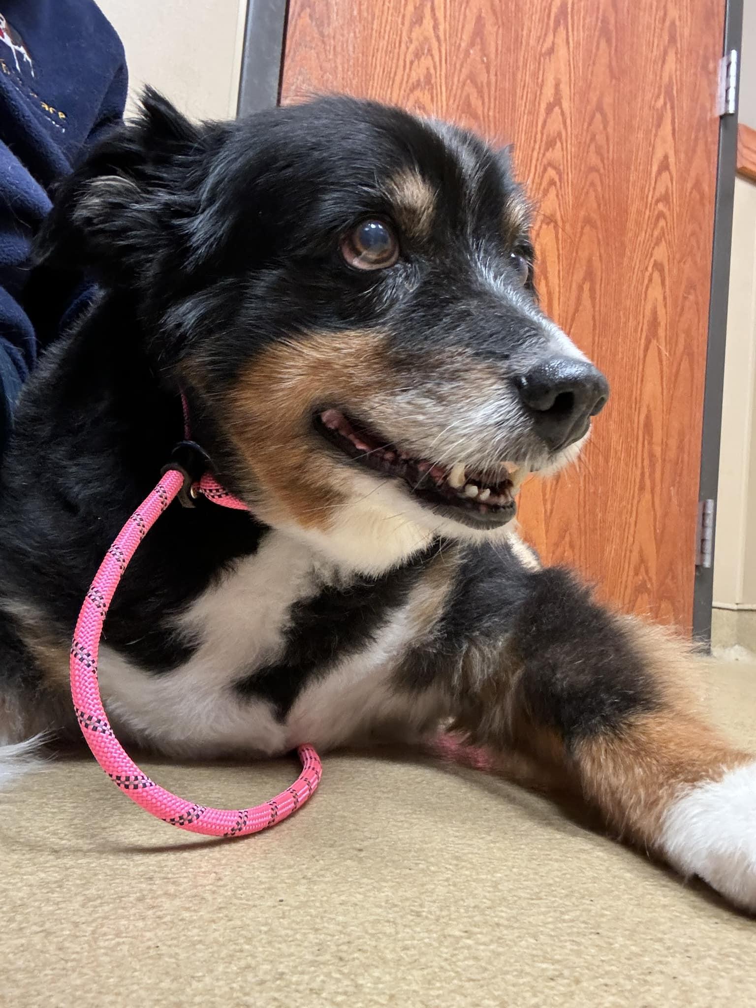 Enlarge Chief, a Adopted Australian Shepherd in Independence, MO image 2/6