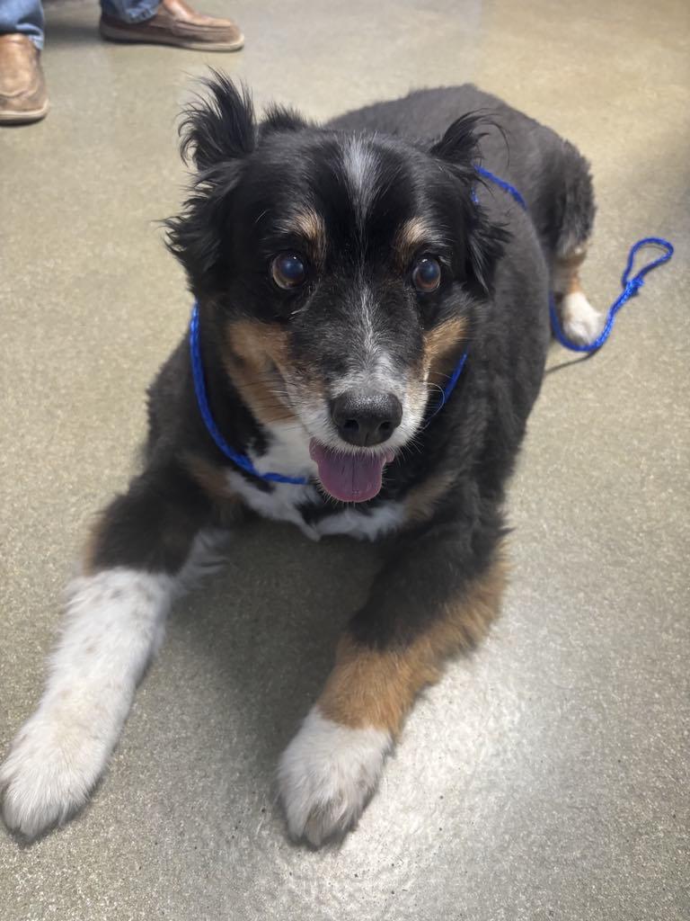 Enlarge Chief, a Adopted Australian Shepherd in Independence, MO image 4/6