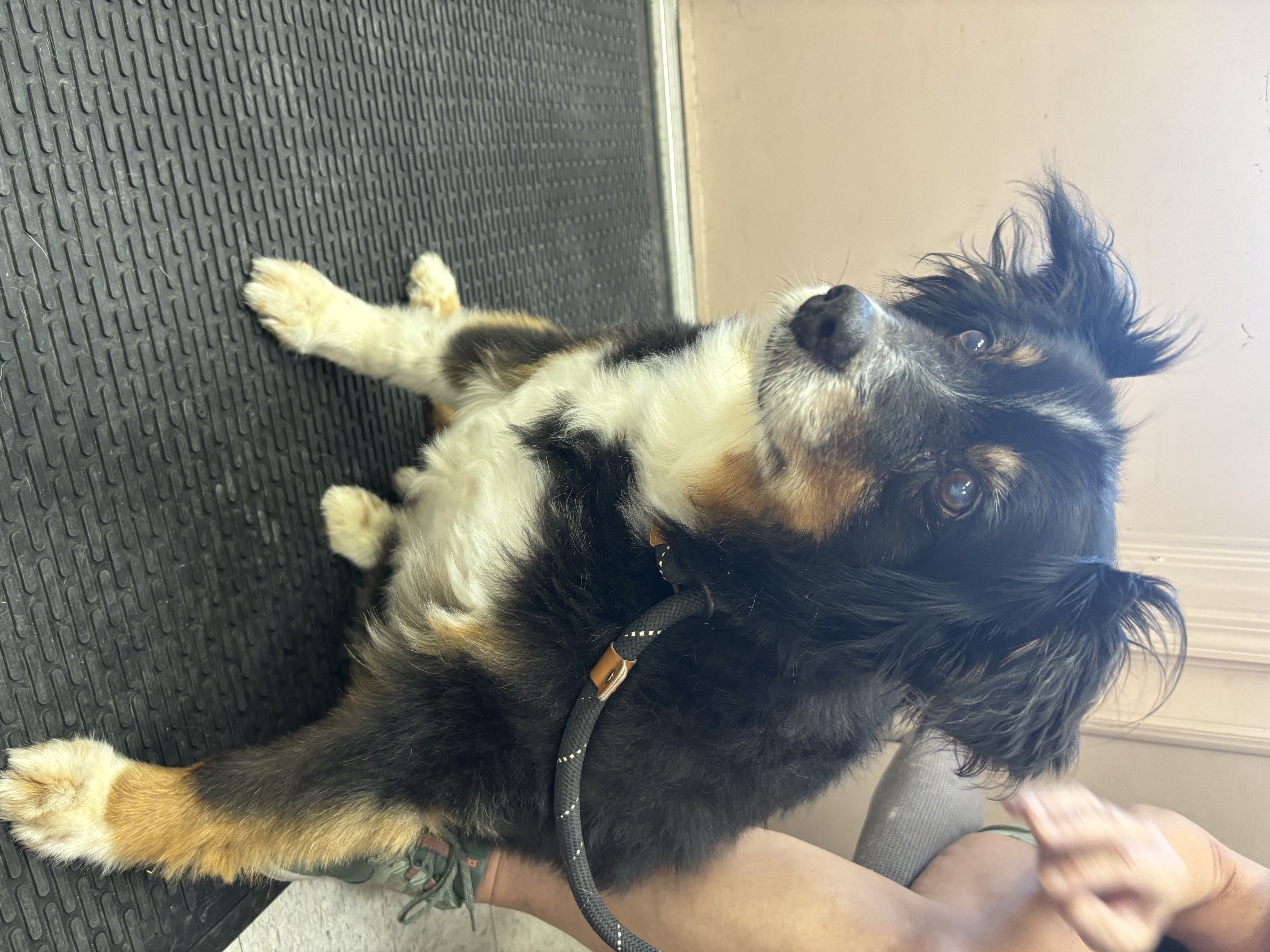 Enlarge Chief, a Adopted Australian Shepherd in Independence, MO image 5/6