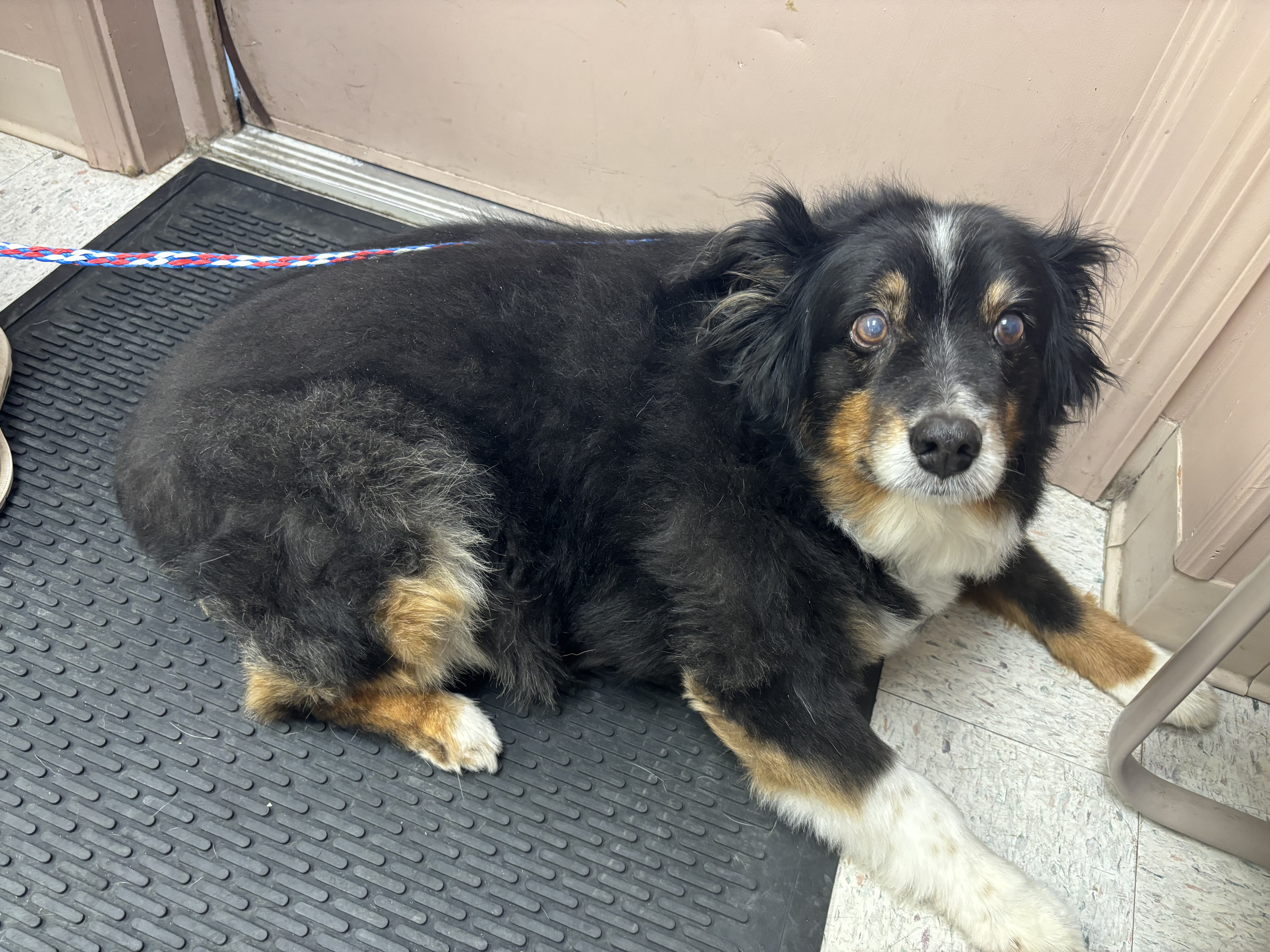 Enlarge Chief, a Adopted Australian Shepherd in Independence, MO image 6/6