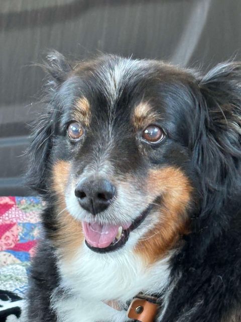 Enlarge Chief, a Adopted Australian Shepherd in Independence, MO image 1/6