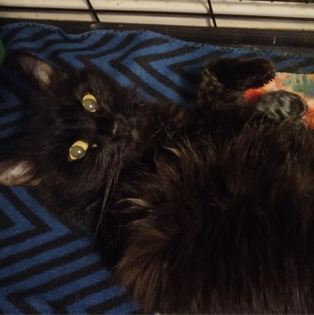 Enlarge Phantom, a Adoptable Domestic Medium Hair in Winchester, VA image 1/1