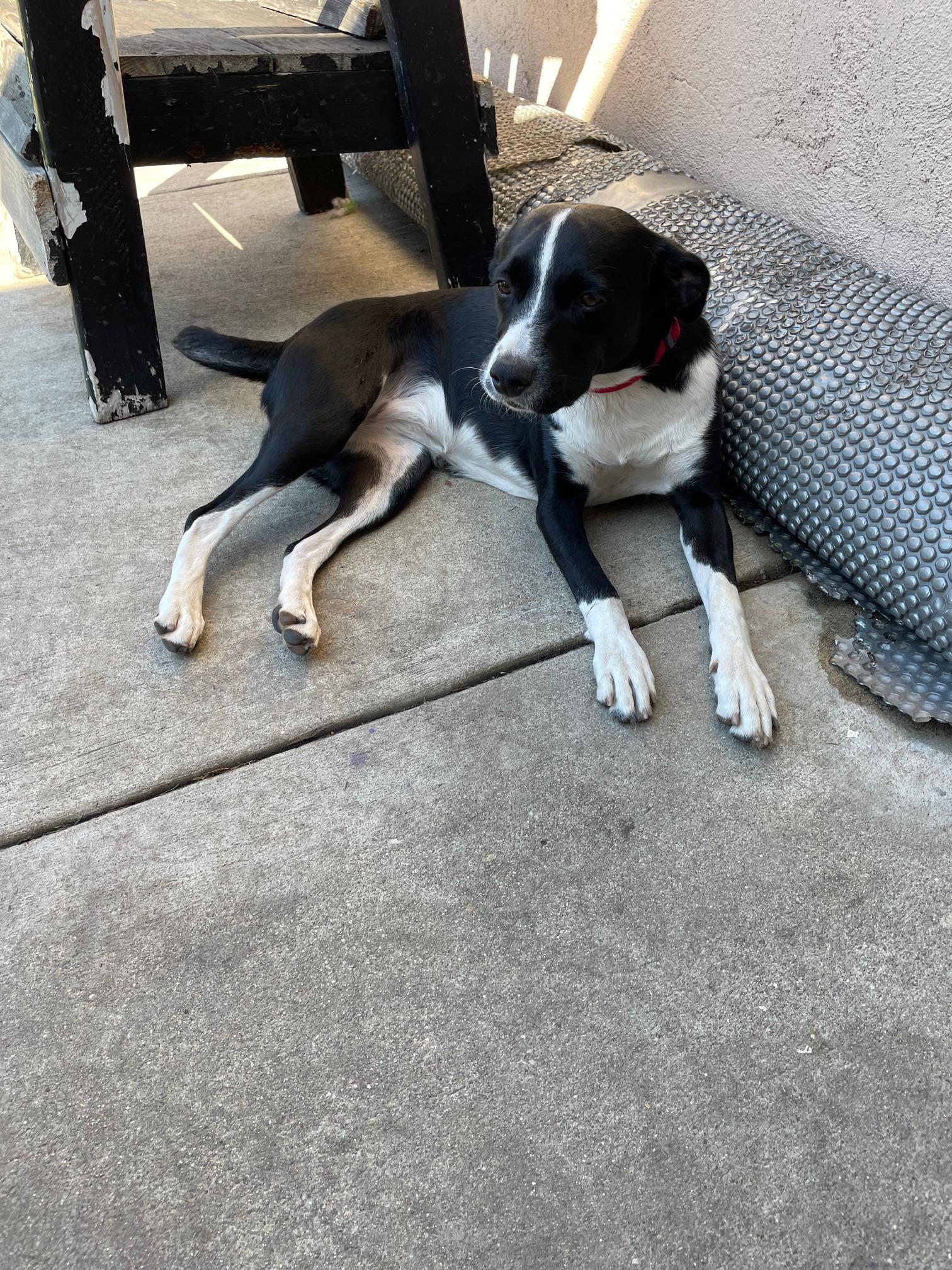 Enlarge Daisy, a Adopted mixed breed in Sunset Beach , CA image 1/6