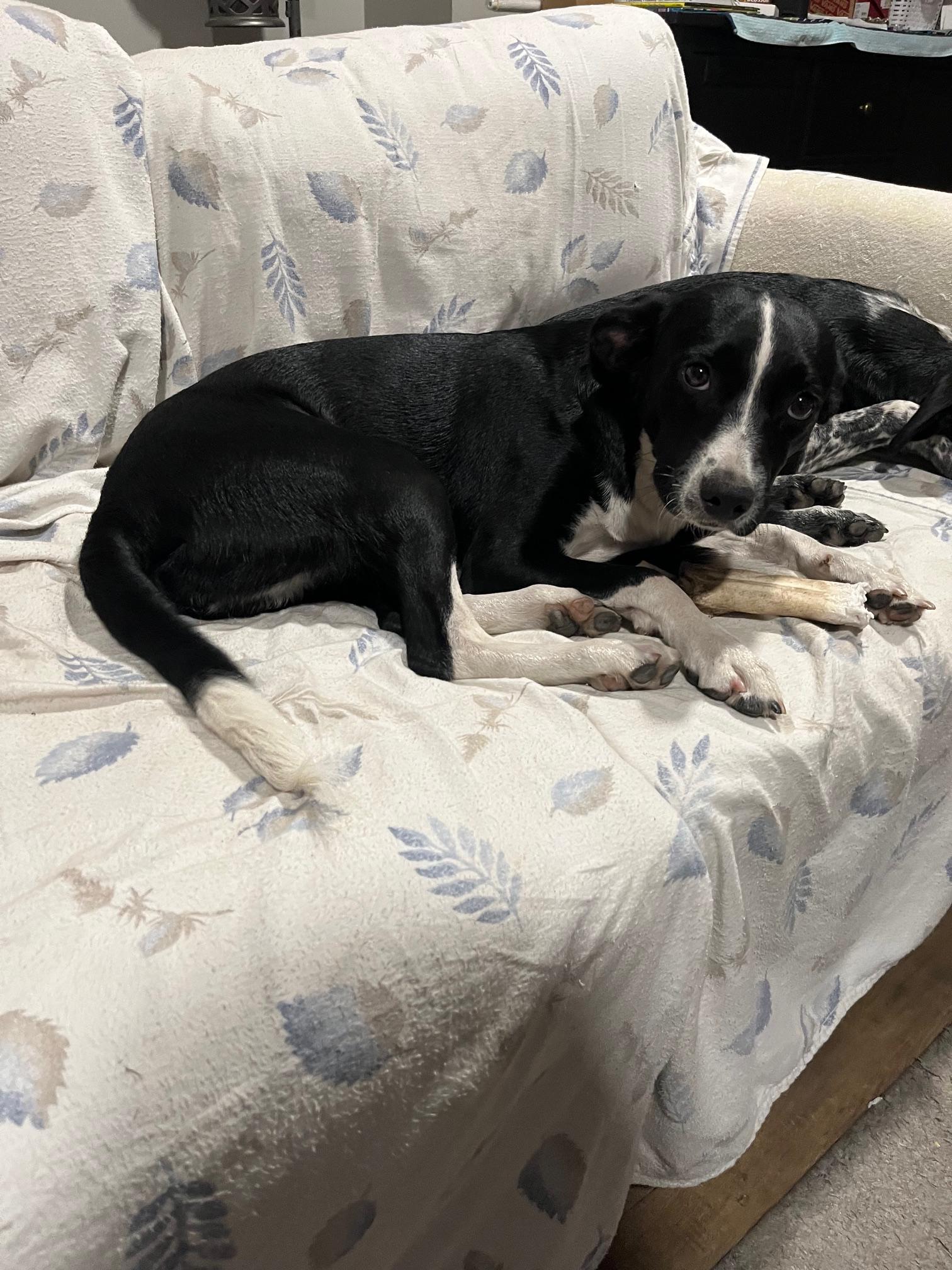 Enlarge Daisy, a Adopted mixed breed in Sunset Beach , CA image 2/6