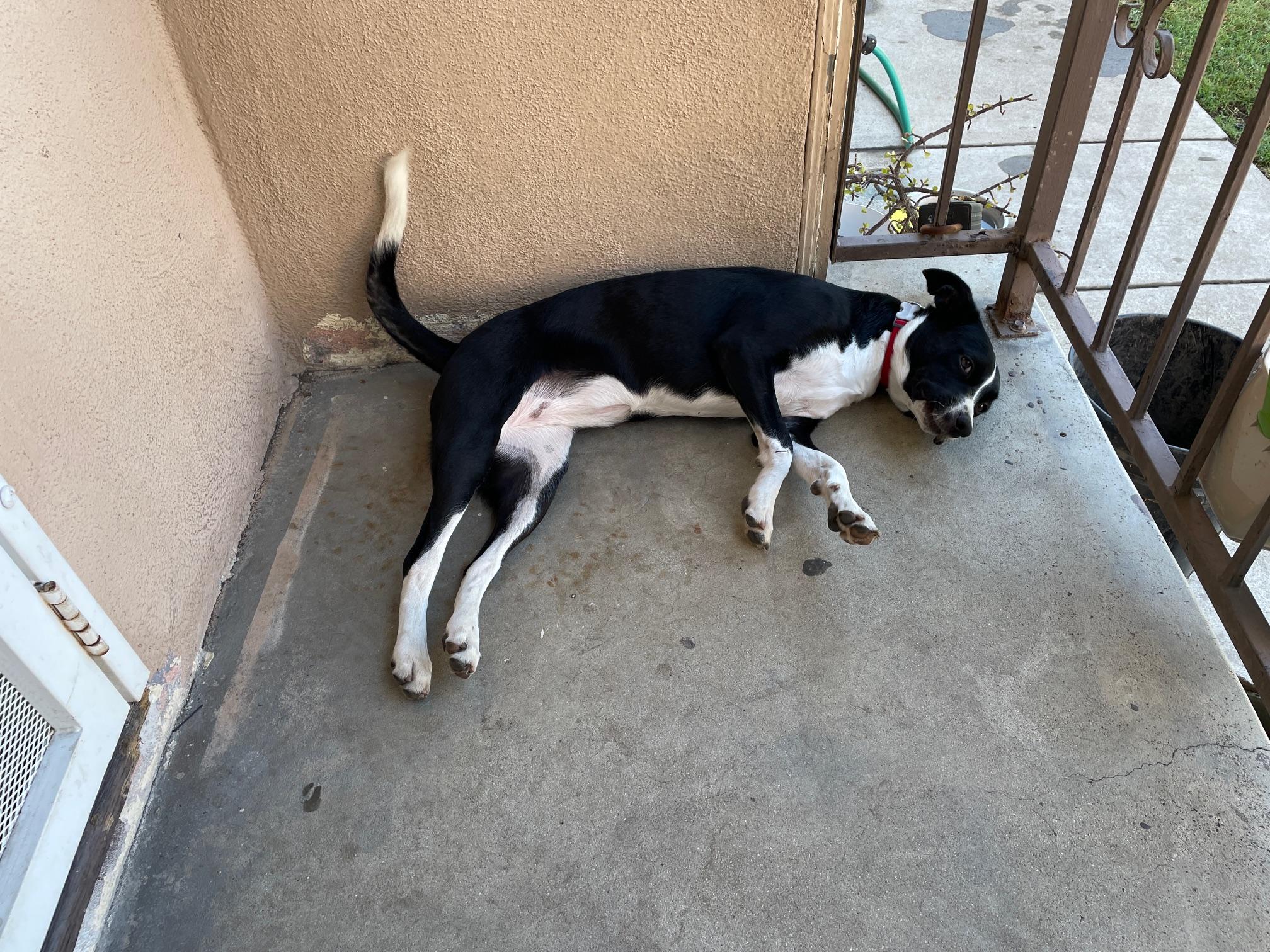 Enlarge Daisy, a Adopted mixed breed in Sunset Beach , CA image 3/6