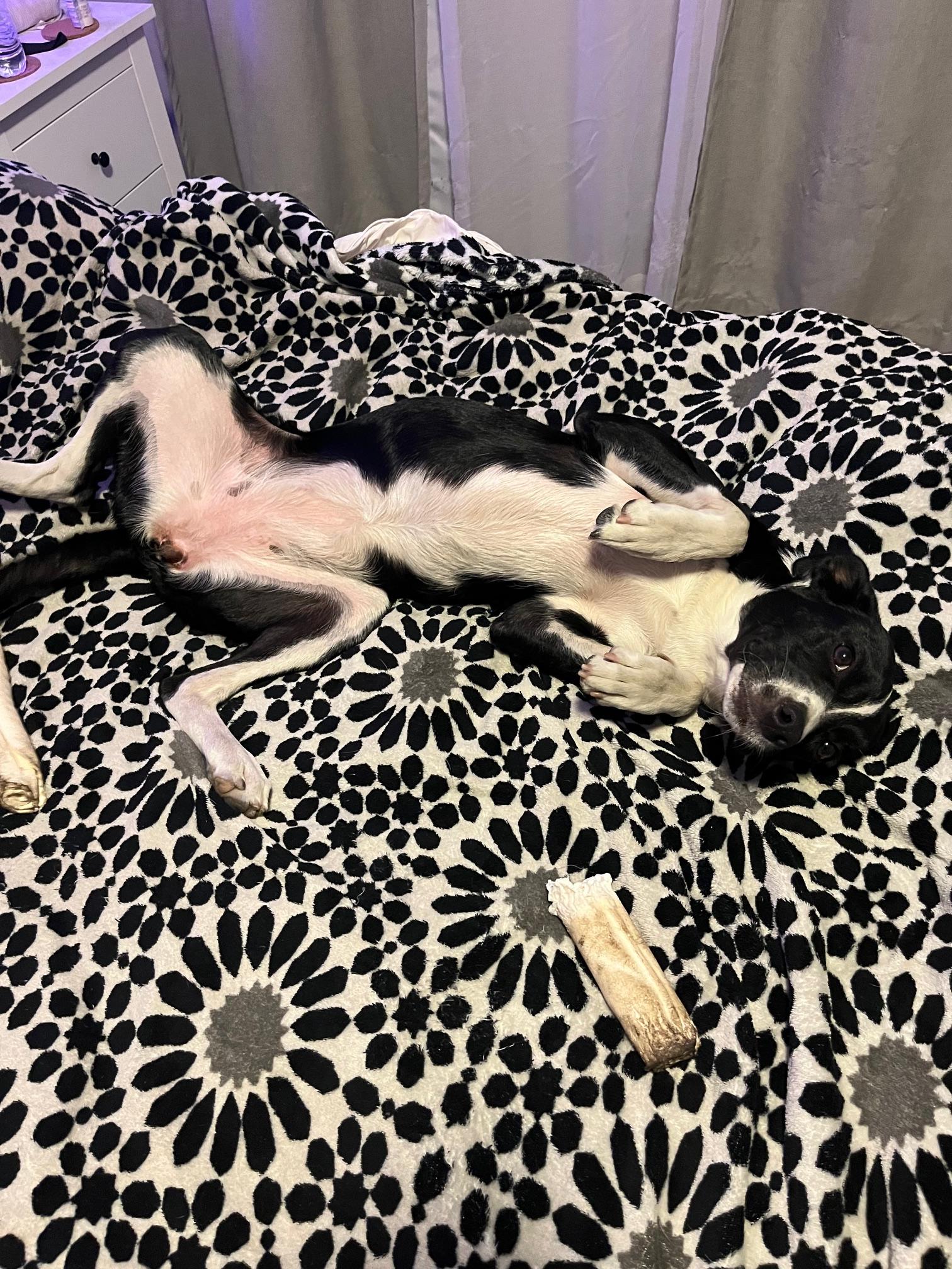 Enlarge Daisy, a Adopted mixed breed in Sunset Beach , CA image 4/6