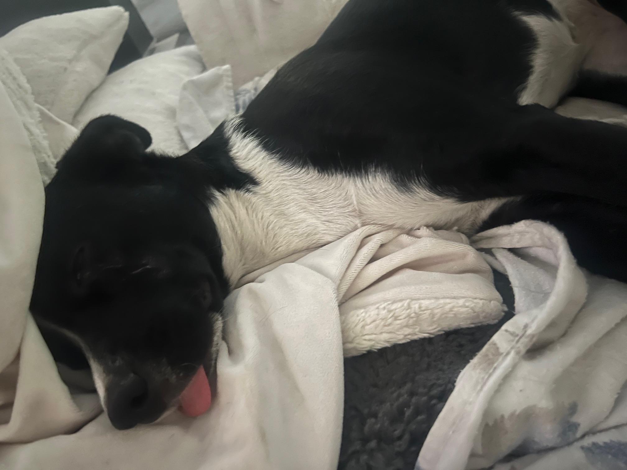 Enlarge Daisy, a Adopted mixed breed in Sunset Beach , CA image 5/6