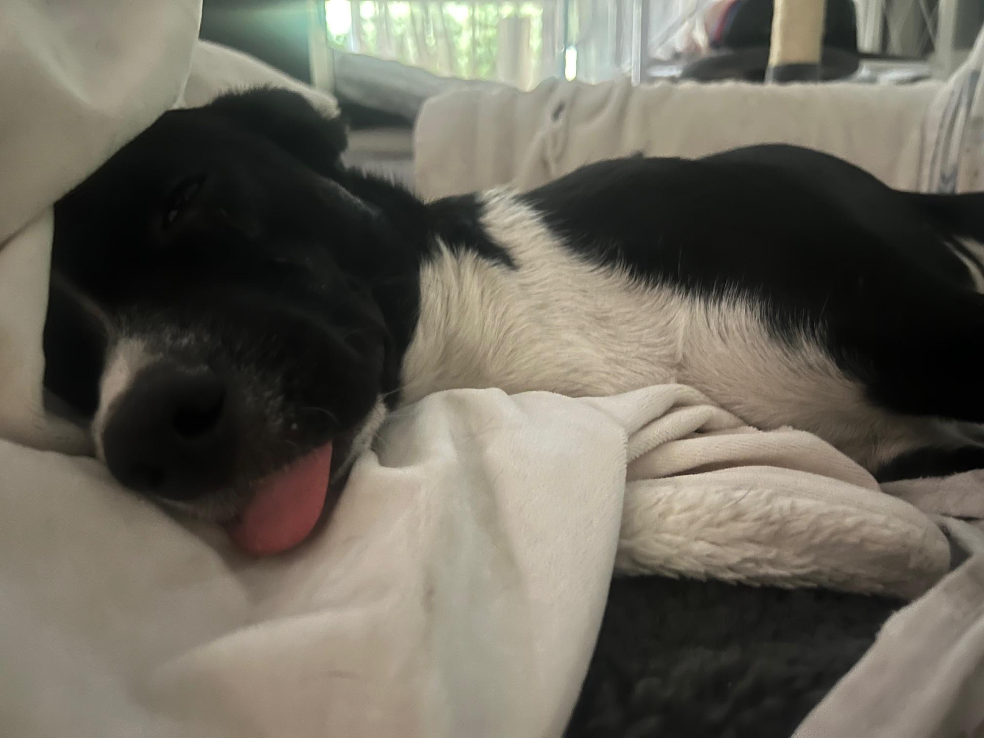 Enlarge Daisy, a Adopted mixed breed in Sunset Beach , CA image 6/6