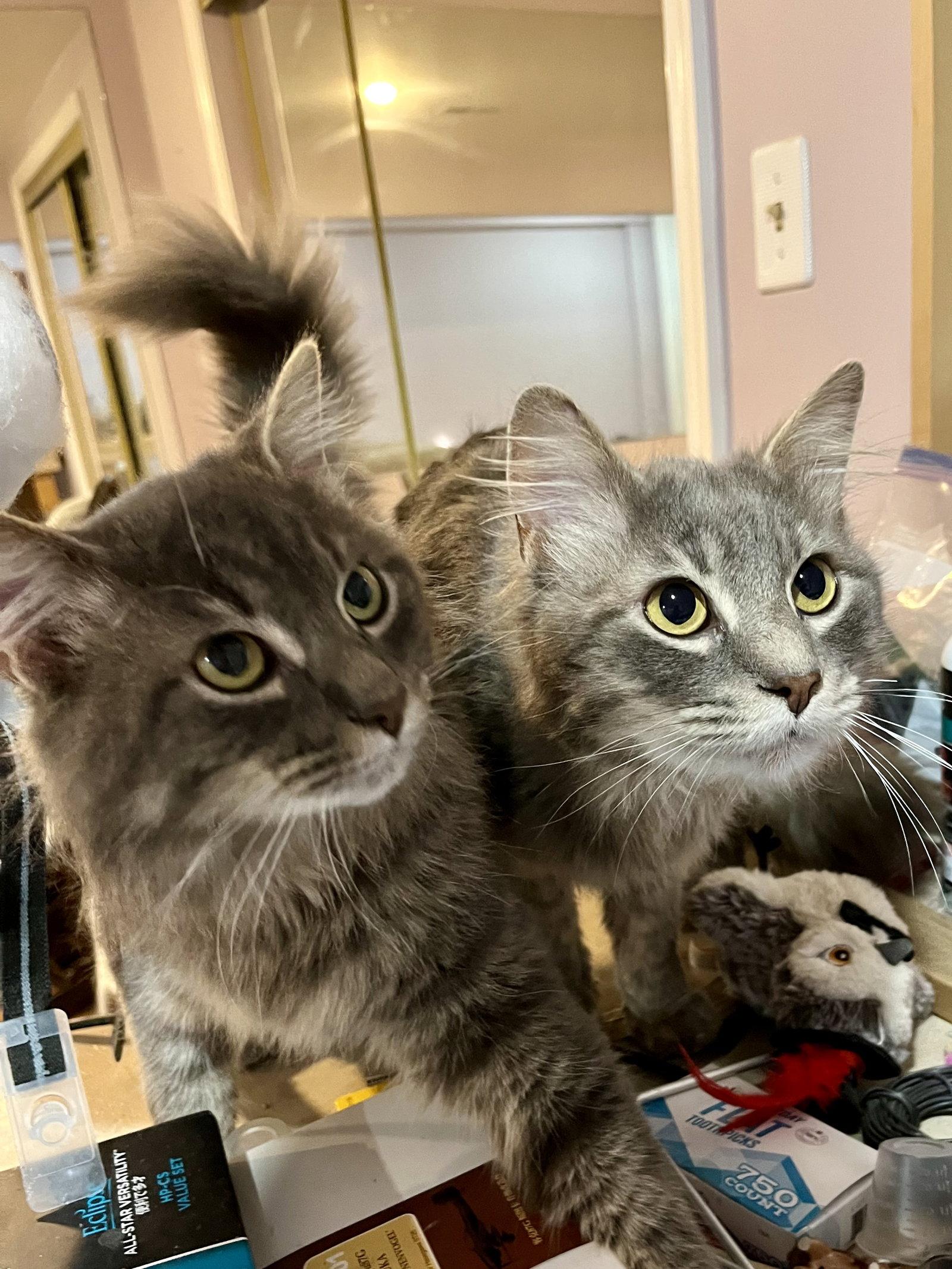 Enlarge Ninja, a Adopted Domestic Medium Hair in Reston, VA image 1/3