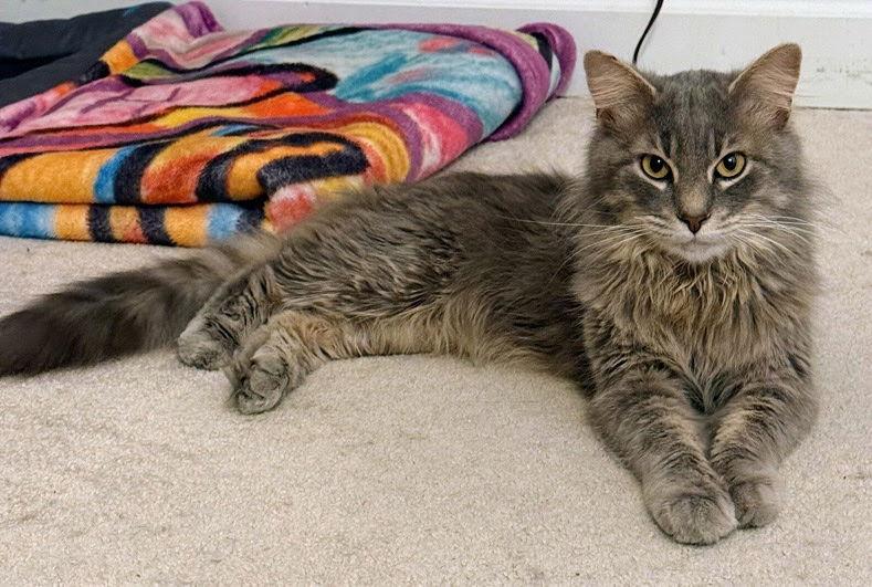 Enlarge Ninja, a Adopted Domestic Medium Hair in Reston, VA image 2/3