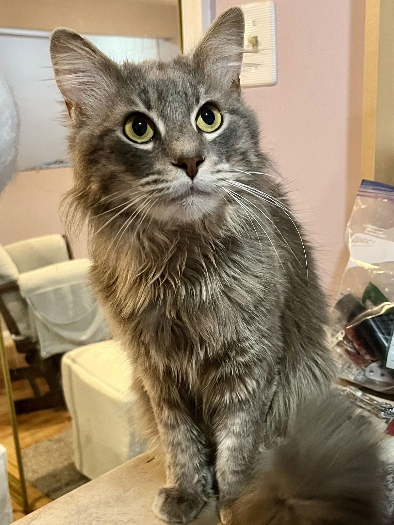 Enlarge Ninja, a Adopted Domestic Medium Hair in Reston, VA image 3/3