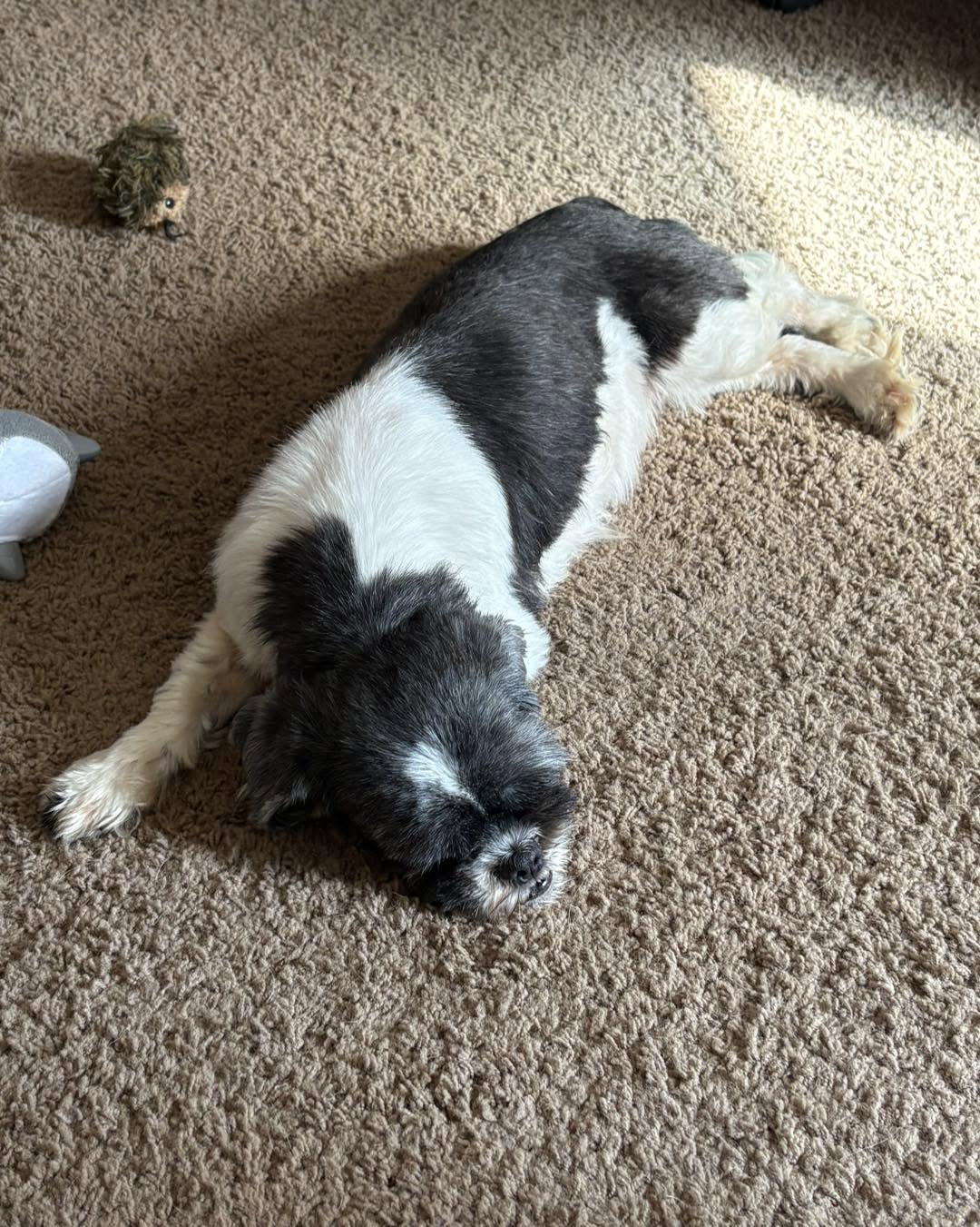 Amelia, a ADOPTABLE mixed breed in Lethbridge, AB image 3/3