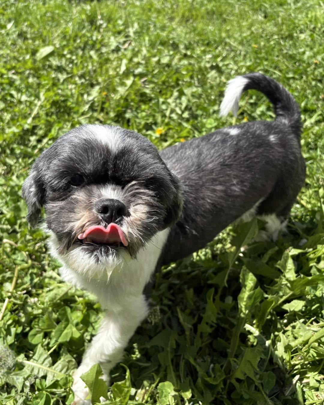 Amelia, ADOPTABLE, Adult Female Shih Tzu.