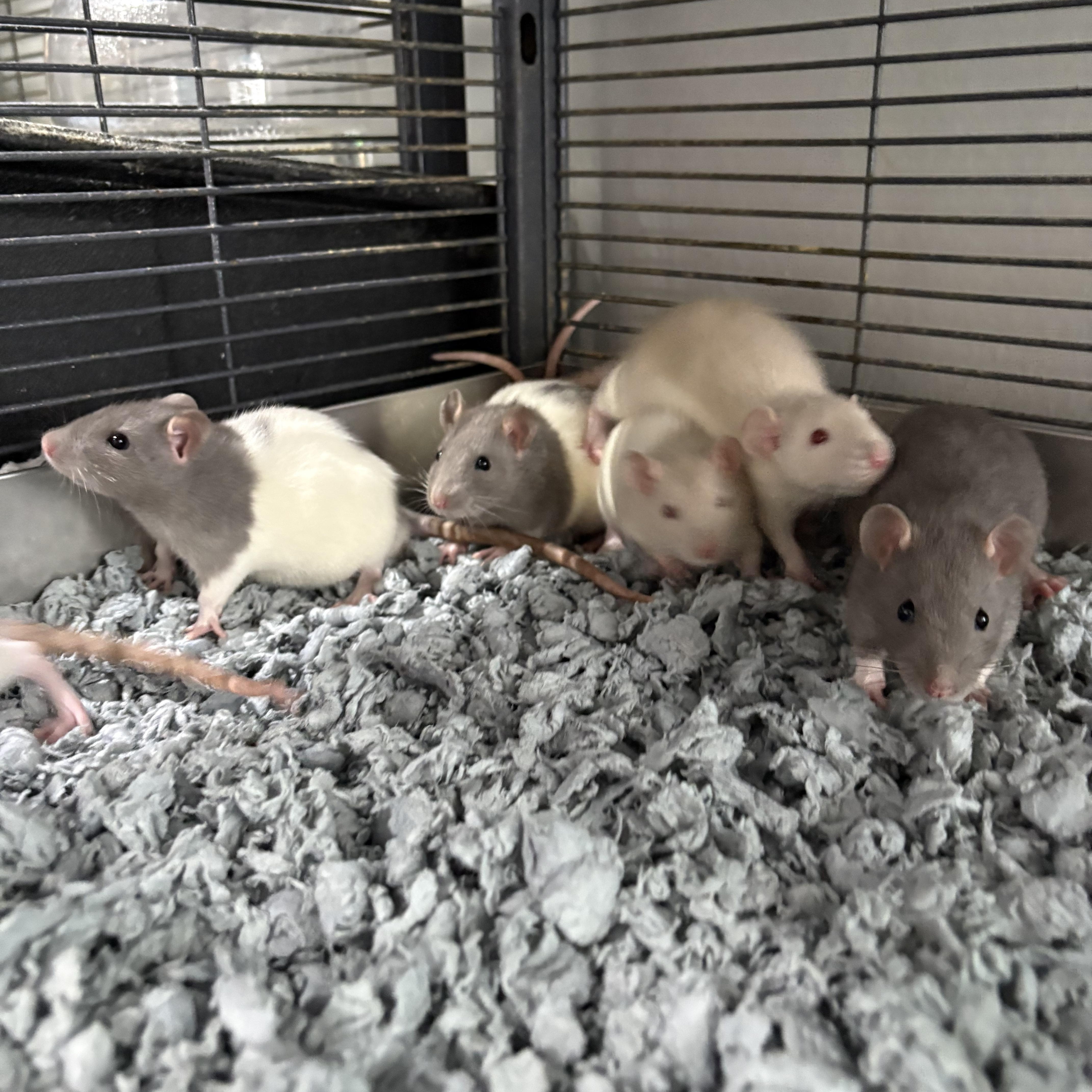 Enlarge Baby fancy rats , a ADOPTABLE Rat in Howell, NJ image 2/2
