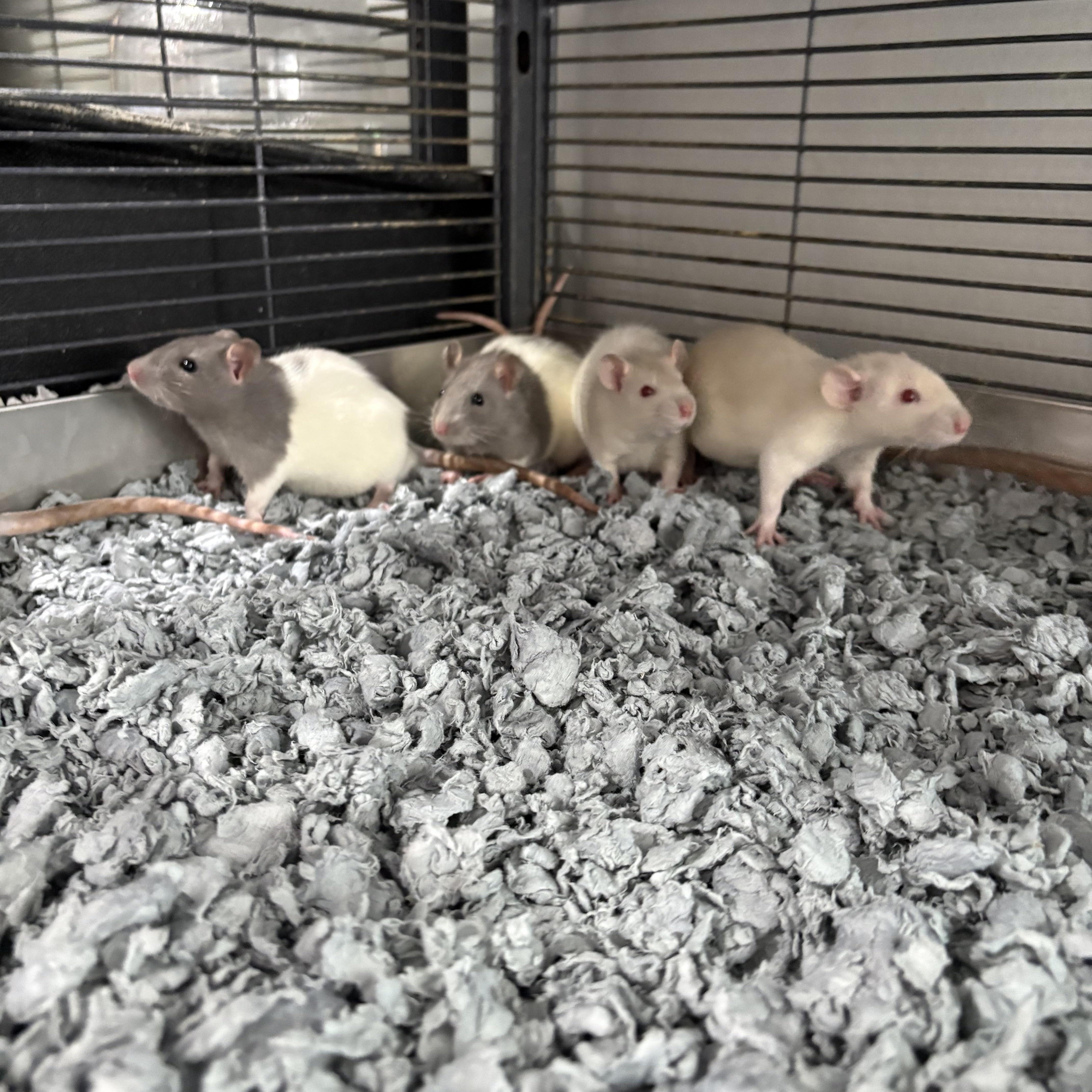 Baby fancy rats , ADOPTABLE, Baby Male Rat.
