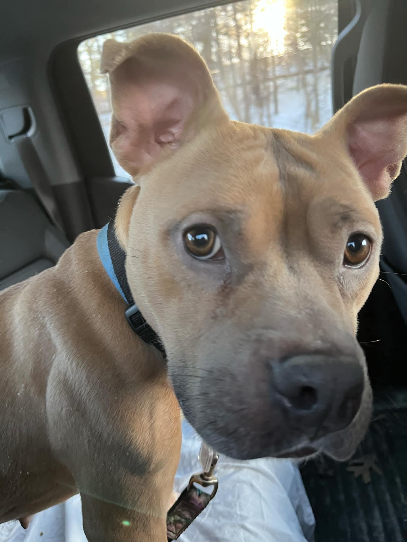 Enlarge Nyla, a Adopted Pit Bull Terrier in Rockville, MD image 1/2