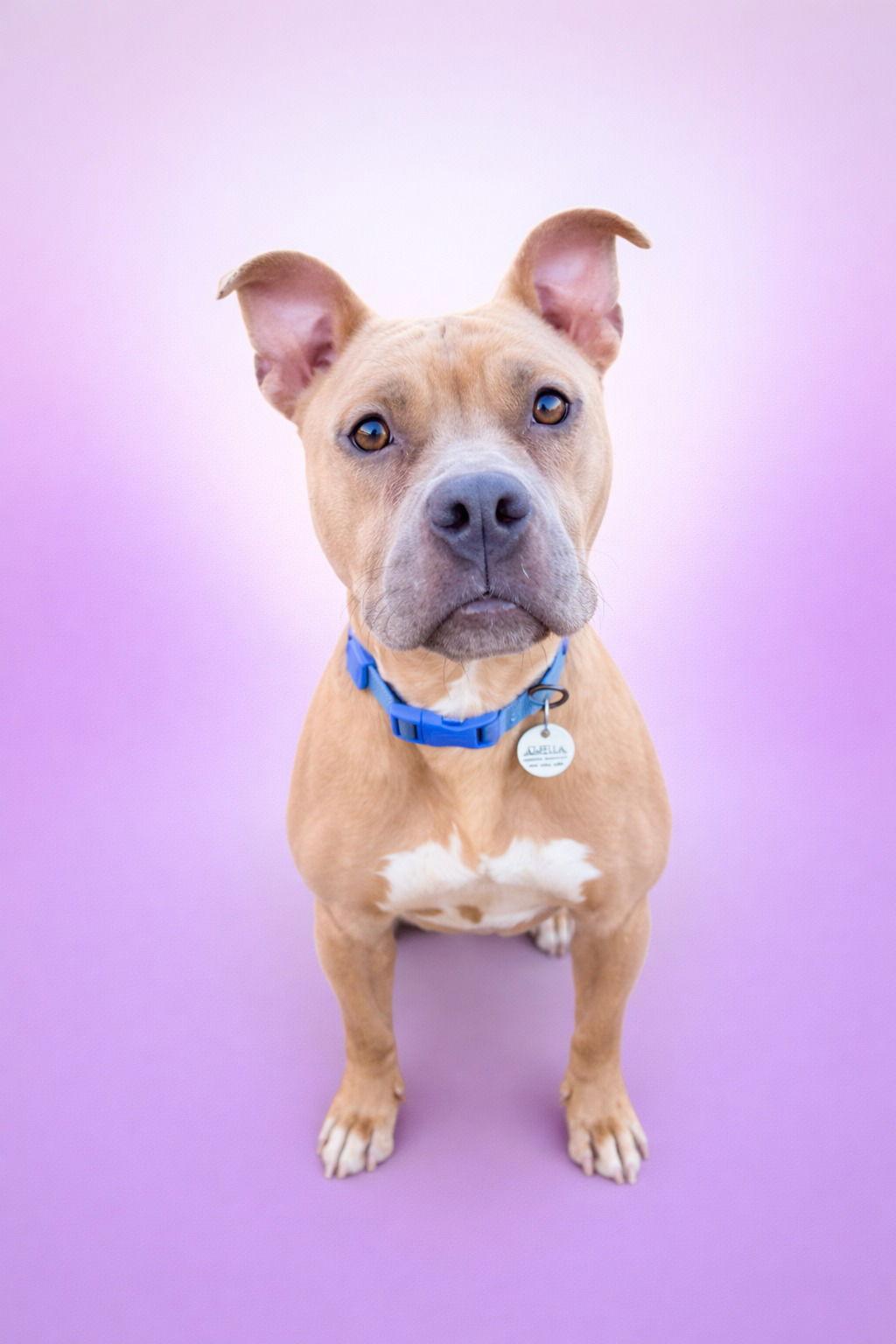 Enlarge Nyla, a Adopted Pit Bull Terrier in Rockville, MD image 2/2