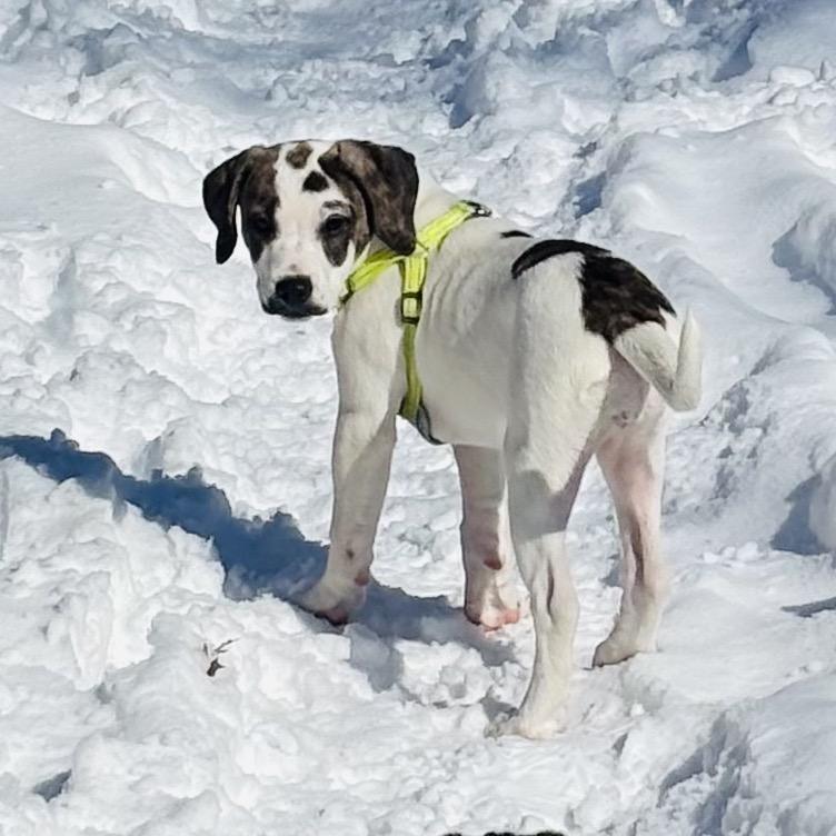 Enlarge Buttered Popcorn, a Adoptable mixed breed in Crystal, MN image 1/6