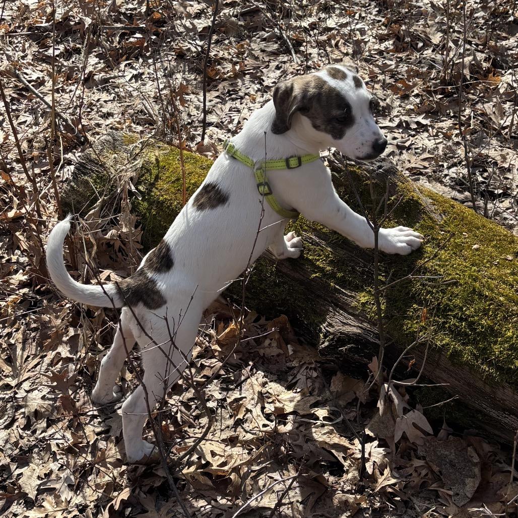 Enlarge Buttered Popcorn, a Adoptable mixed breed in Crystal, MN image 2/6