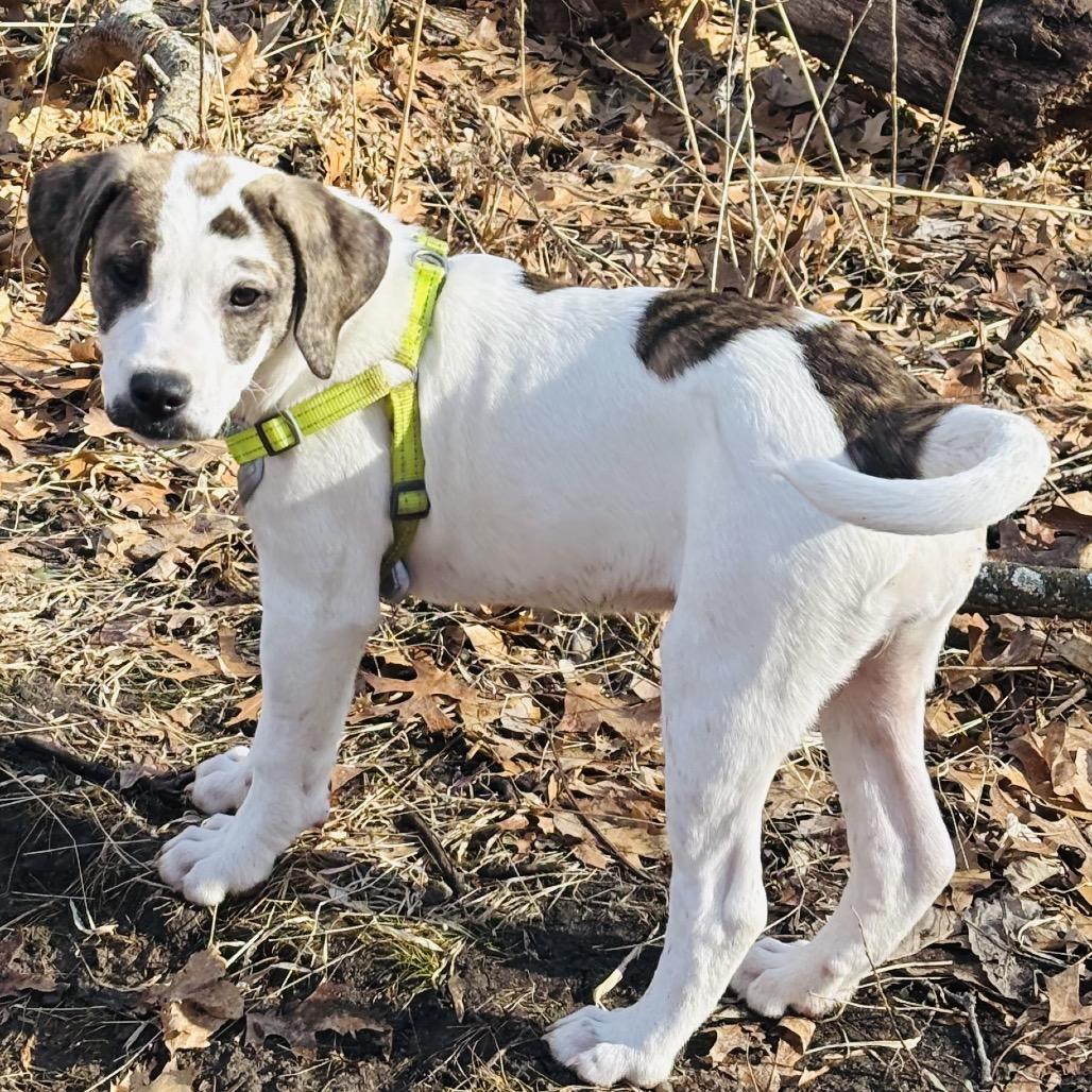 Enlarge Buttered Popcorn, a Adoptable mixed breed in Crystal, MN image 3/6