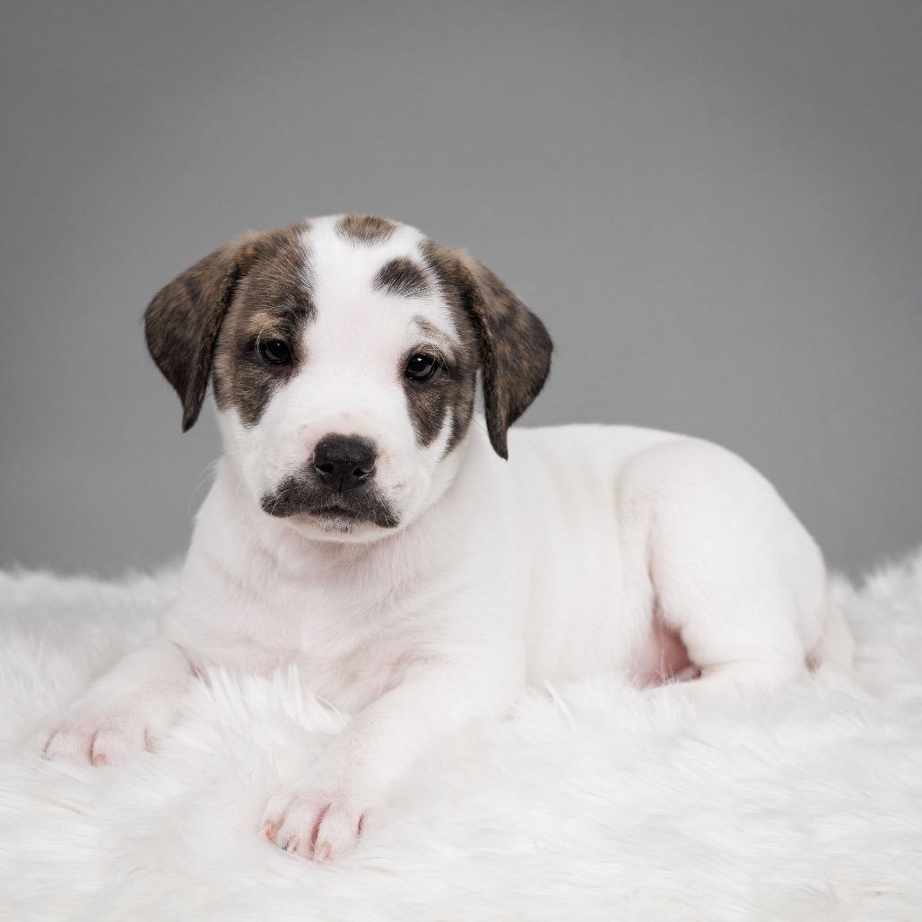 Enlarge Buttered Popcorn, a Adoptable mixed breed in Crystal, MN image 4/6