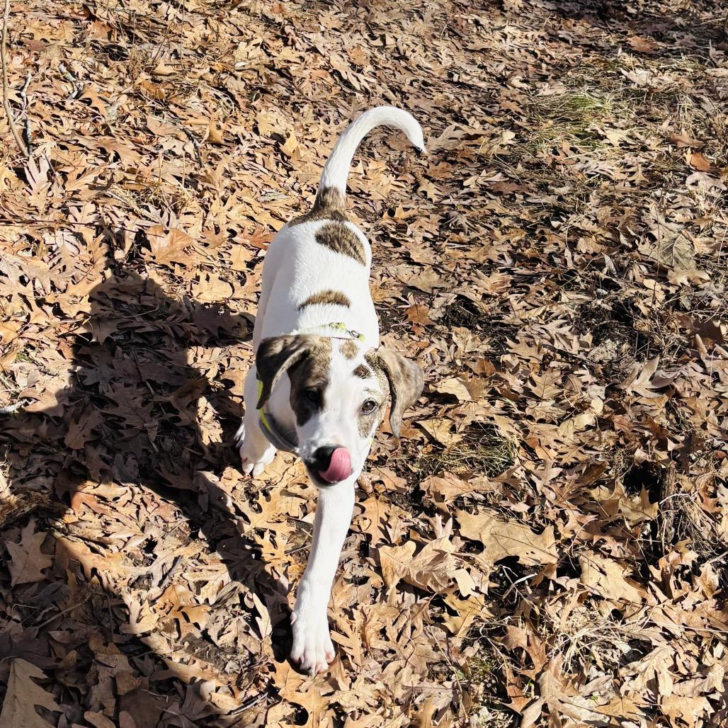 Enlarge Buttered Popcorn, a Adoptable mixed breed in Crystal, MN image 5/6