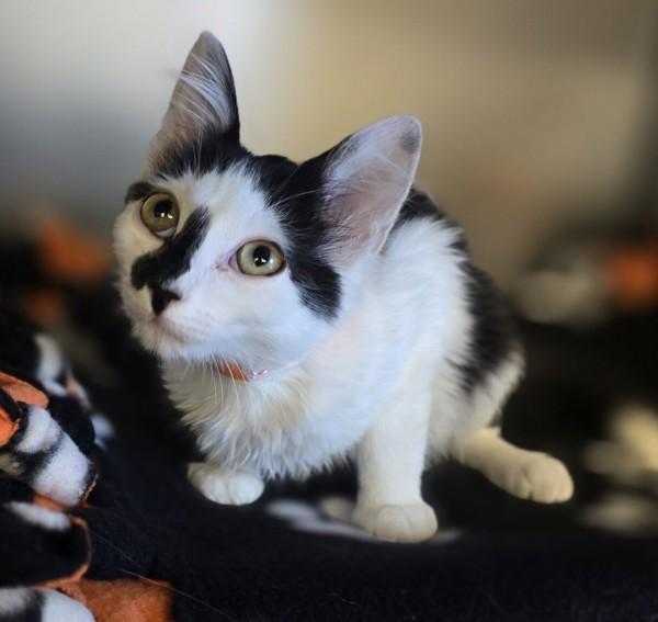 Enlarge Magenta, a Adoptable mixed breed in Dublin, CA image 1/1
