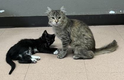 Enlarge Peanut, a ADOPTABLE Domestic Short Hair in Steamboat Springs, CO image 2/2