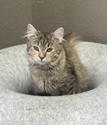 Enlarge Peanut, a ADOPTABLE Domestic Short Hair in Steamboat Springs, CO image 1/2
