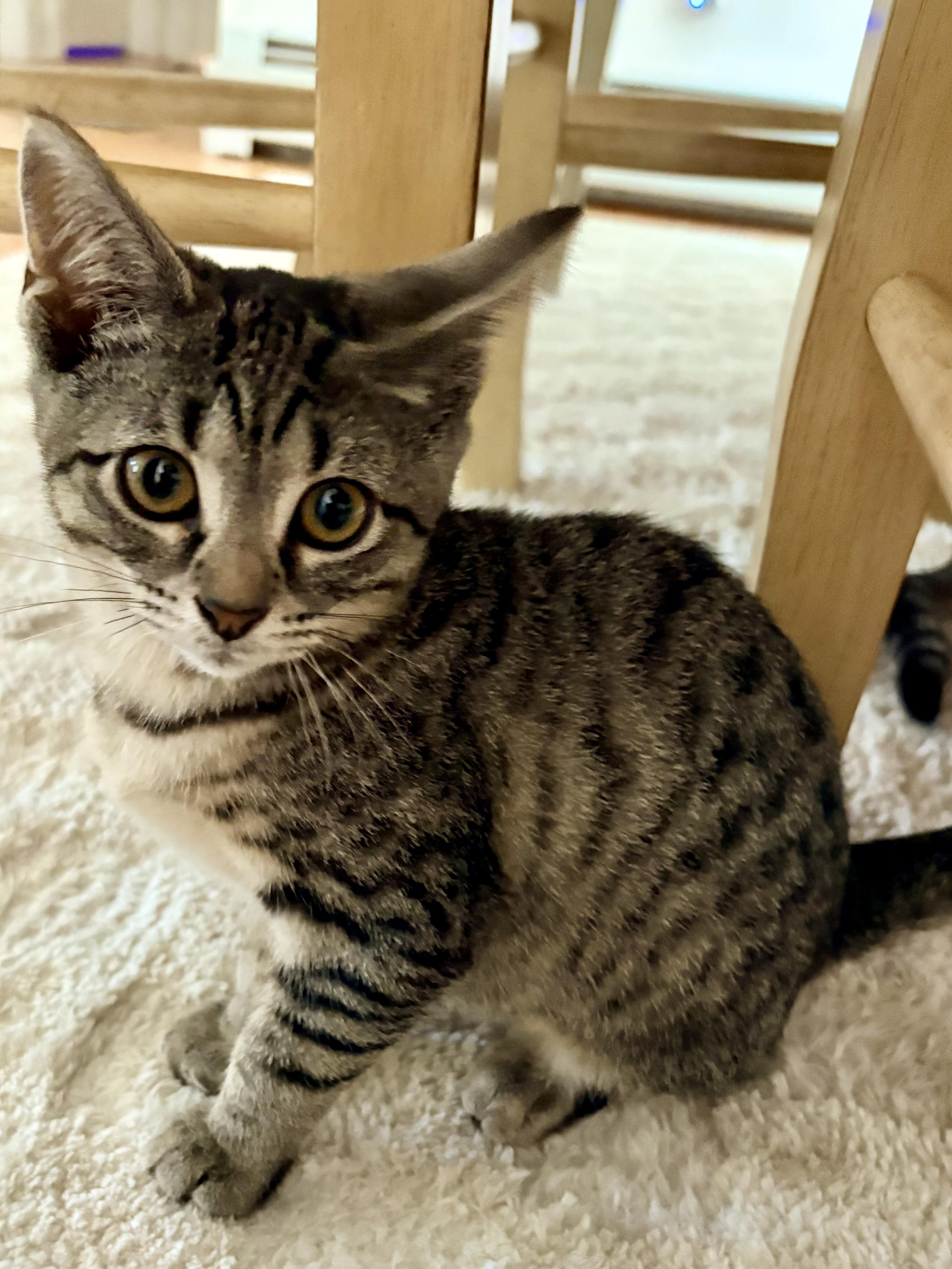 Laverne & Shirley- little sisters, big smiles, an adoptable Domestic Short Hair in West Hartford, CT image 3/6