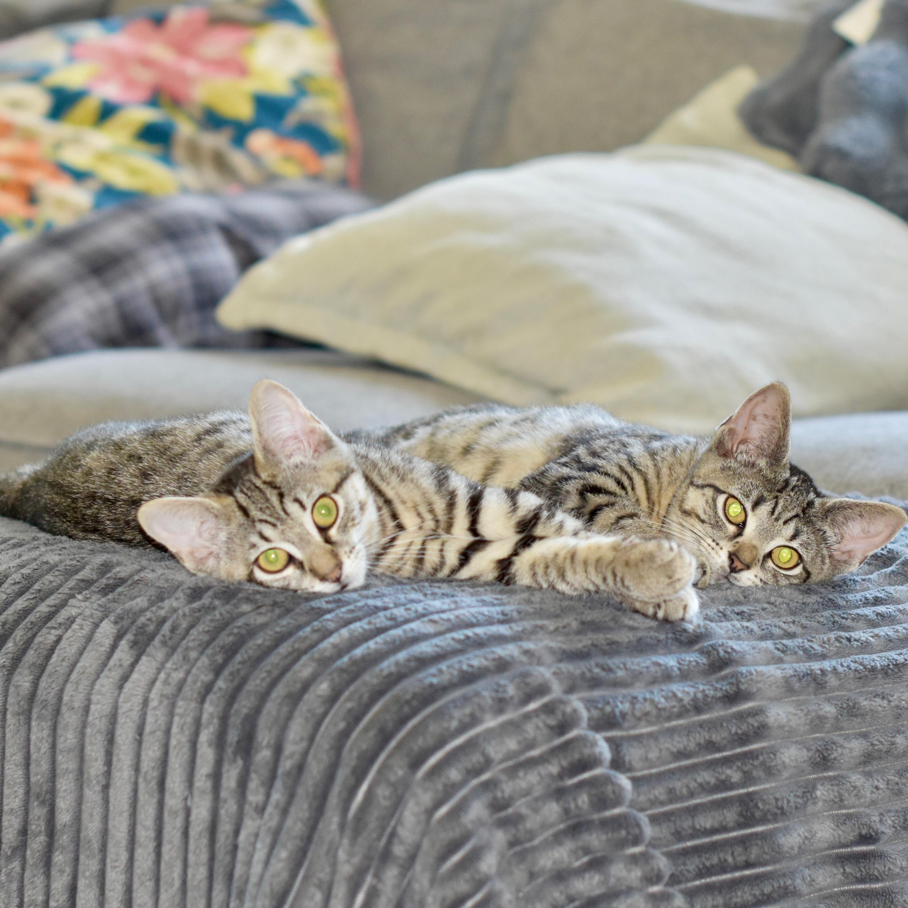 Laverne & Shirley- little sisters, big smiles, adoptable, Kitten Female Domestic Short Hair.
