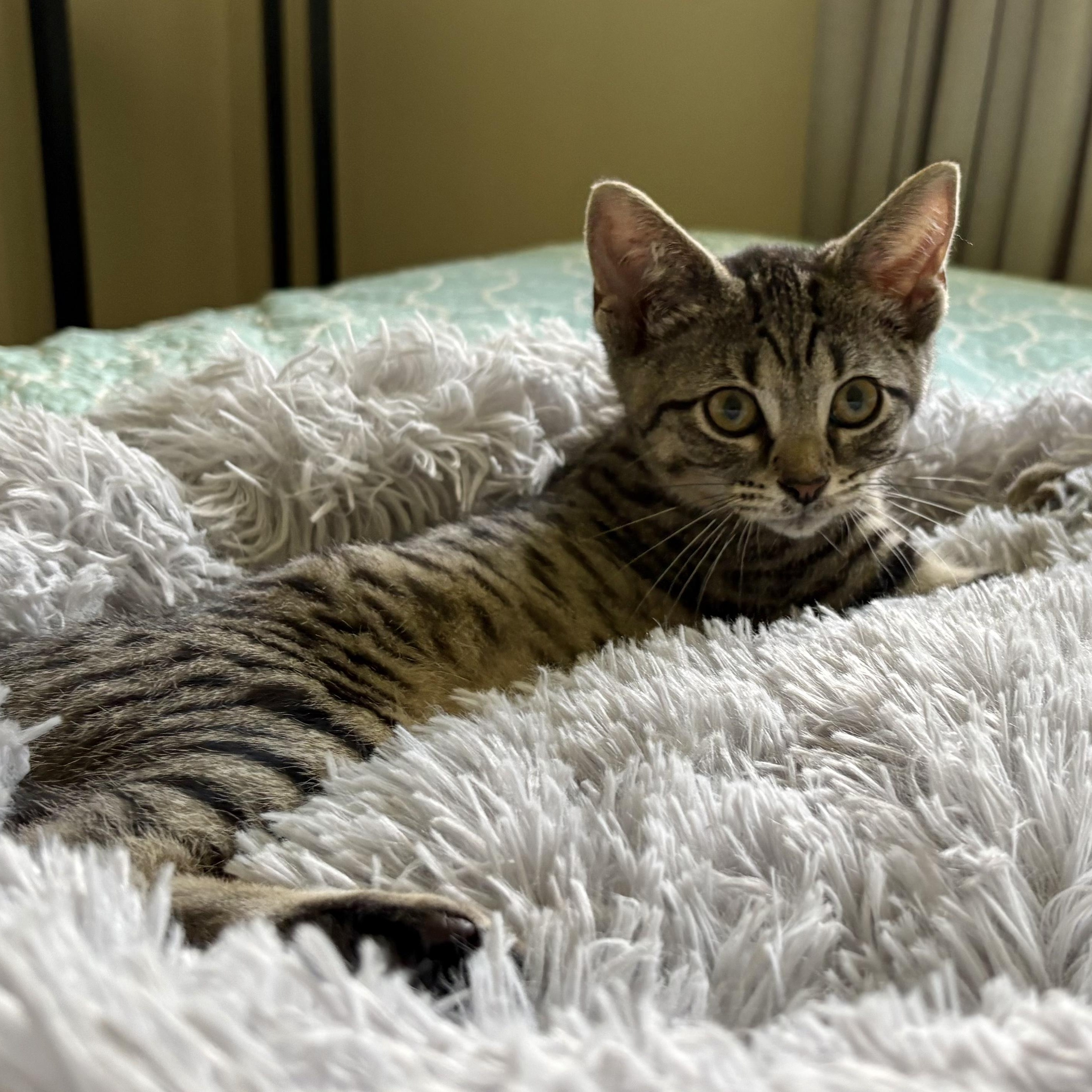 Laverne & Shirley- little sisters, big smiles, an adoptable Domestic Short Hair in West Hartford, CT image 4/6