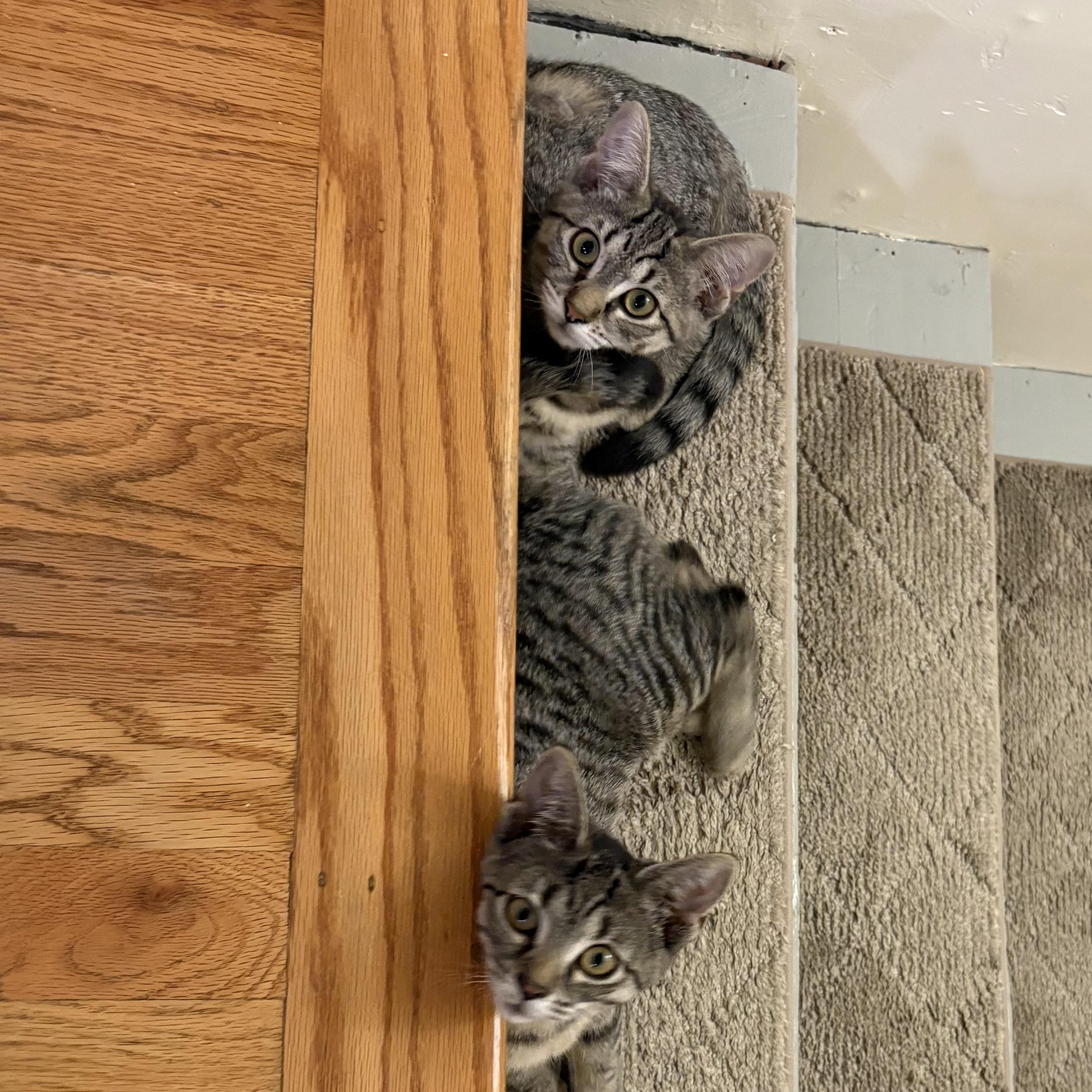 Laverne & Shirley- little sisters, big smiles, an adoptable Domestic Short Hair in West Hartford, CT image 2/6