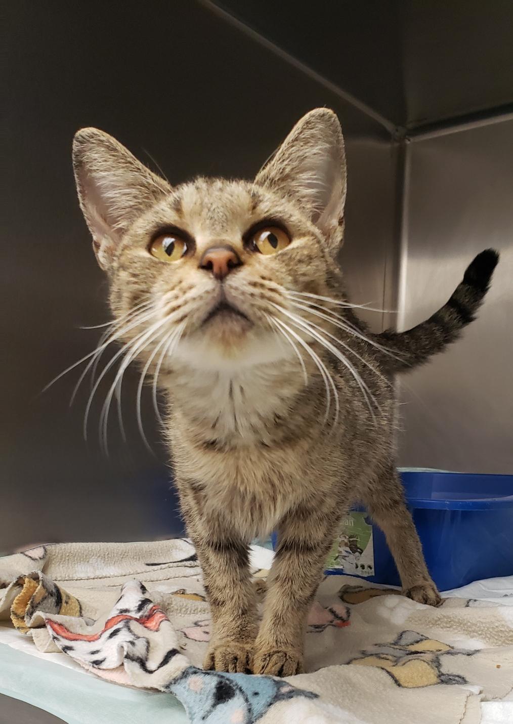 Enlarge Gia, a Adopted Domestic Short Hair in Mansfield, OH image 1/2