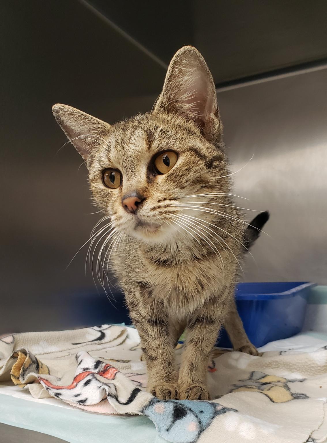 Enlarge Gia, a Adopted Domestic Short Hair in Mansfield, OH image 2/2