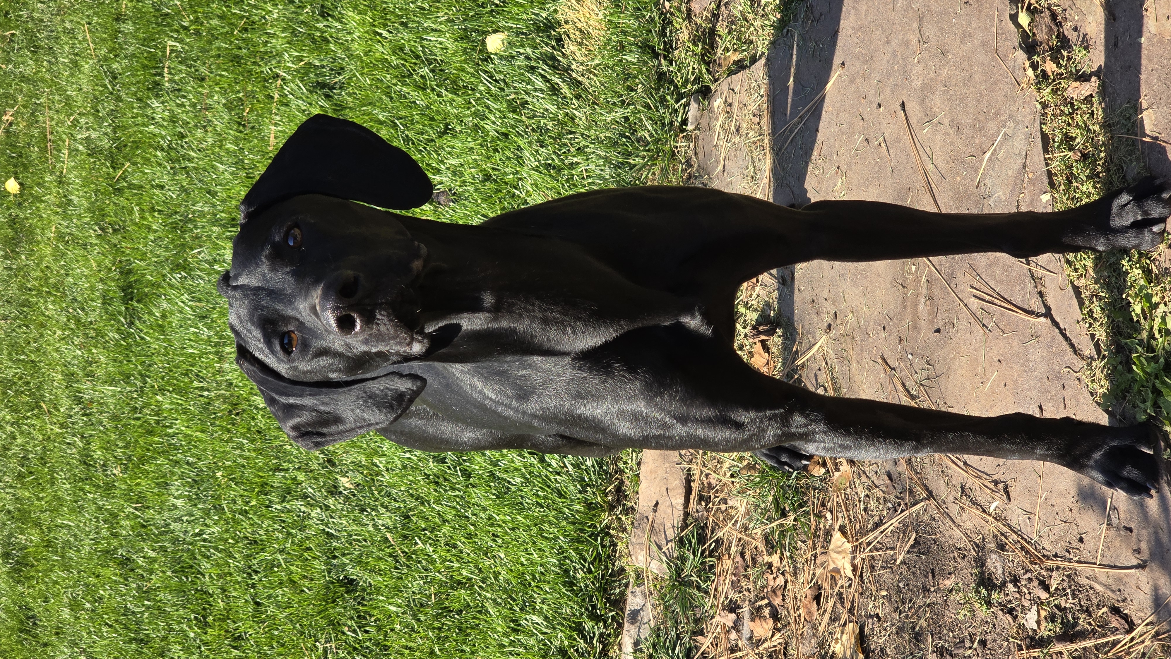 Enlarge Ruger, a Adopted German Shorthaired Pointer in Lolo, MT image 6/6